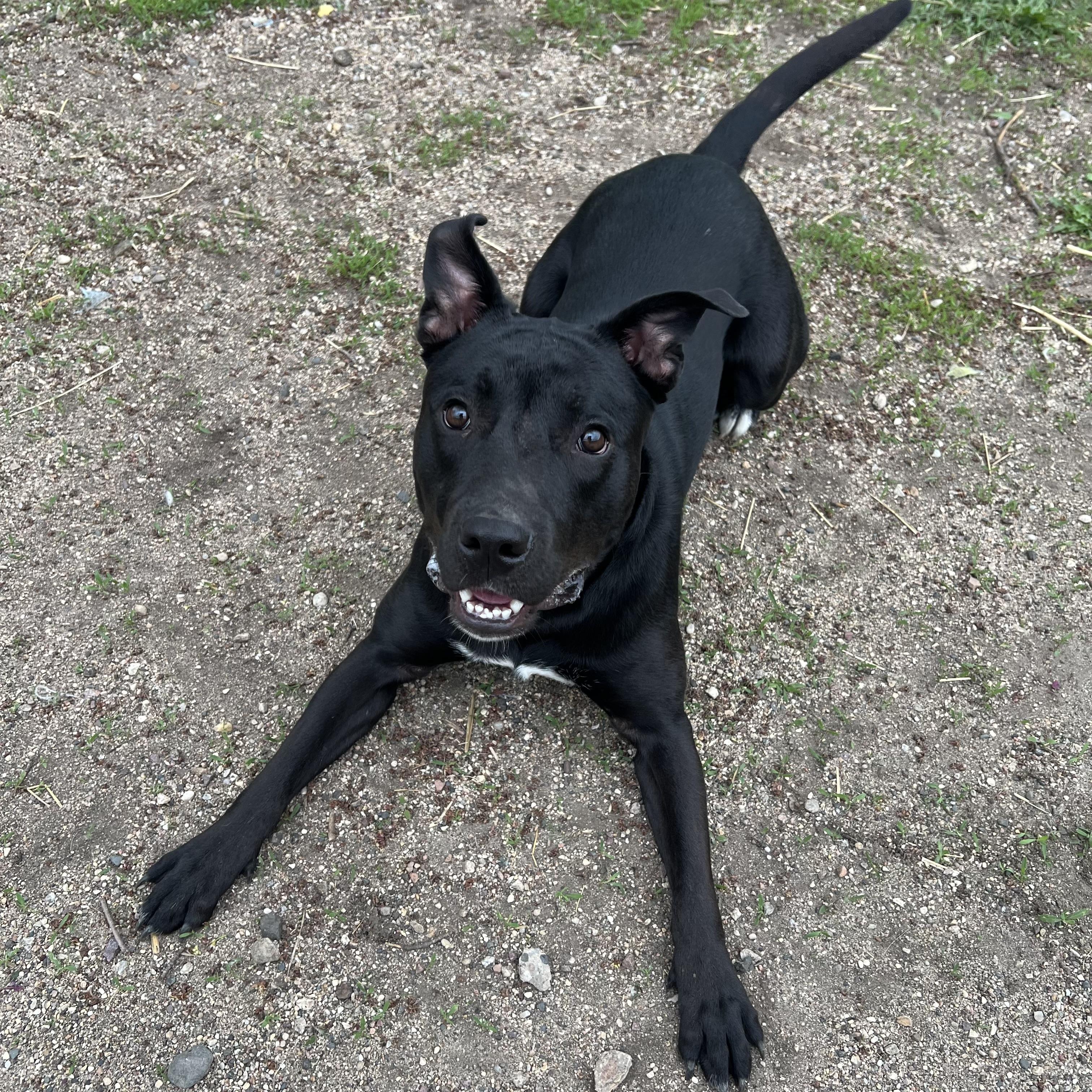 Oscar, a ADOPTABLE mixed breed in Fairmont, MN image 4/6