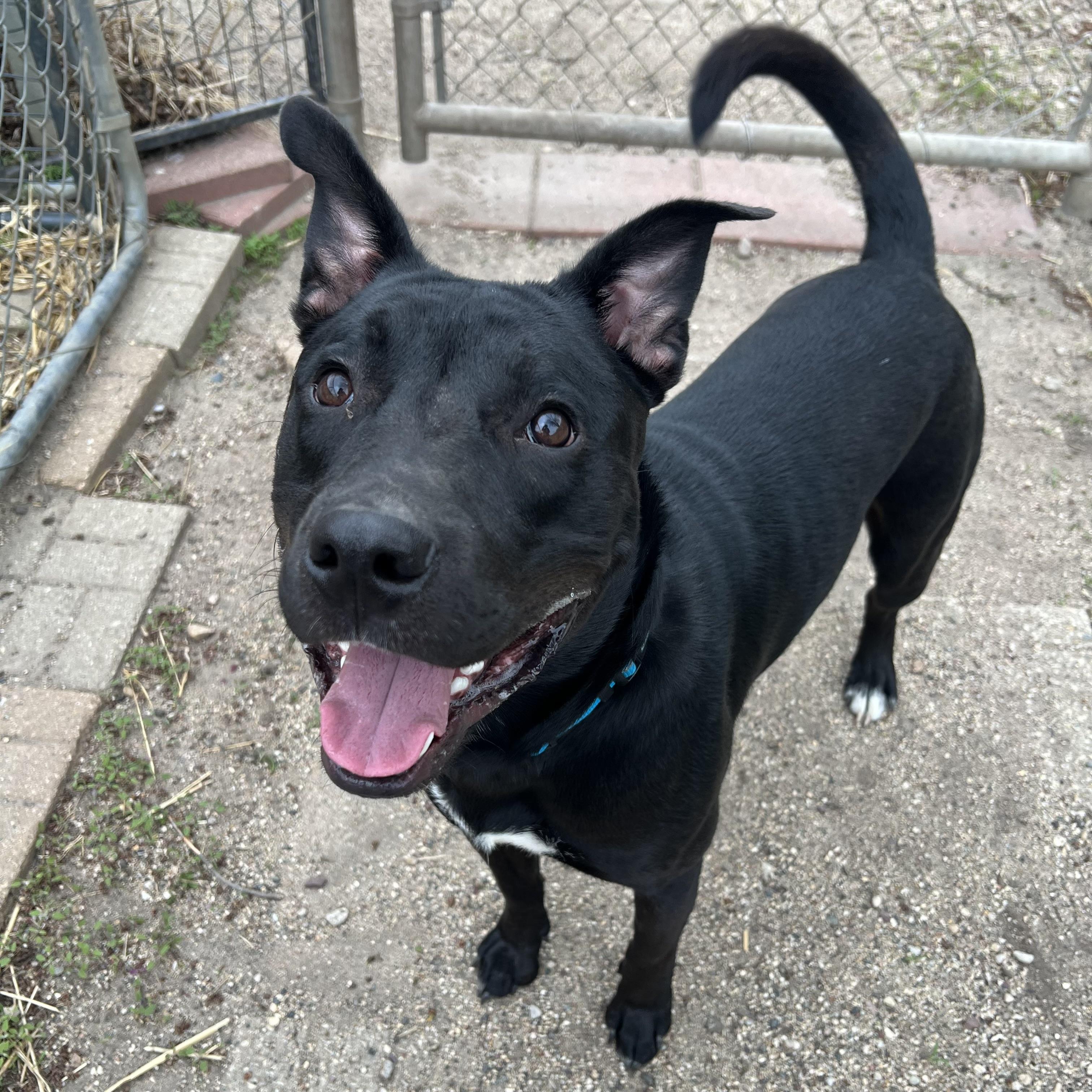Oscar, a ADOPTABLE mixed breed in Fairmont, MN image 1/6