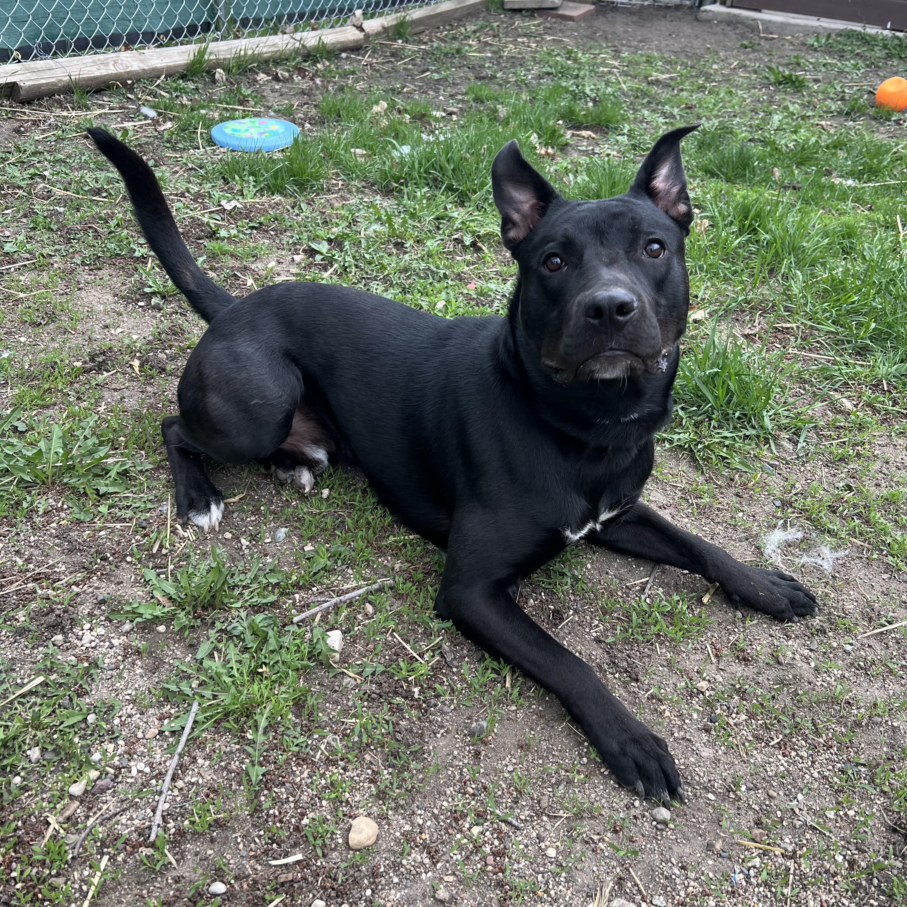 Oscar, a ADOPTABLE mixed breed in Fairmont, MN image 6/6