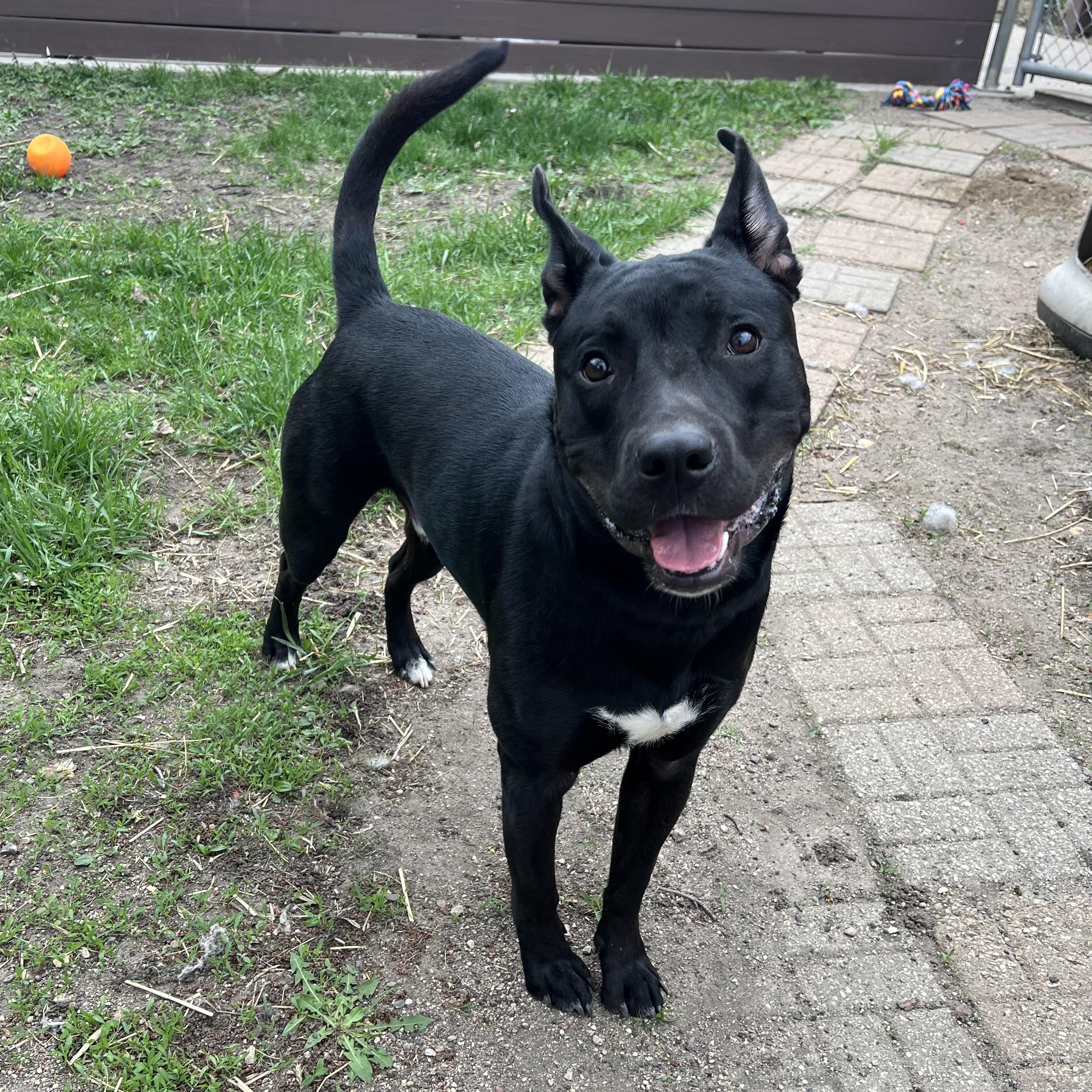 Oscar, a ADOPTABLE mixed breed in Fairmont, MN image 2/6