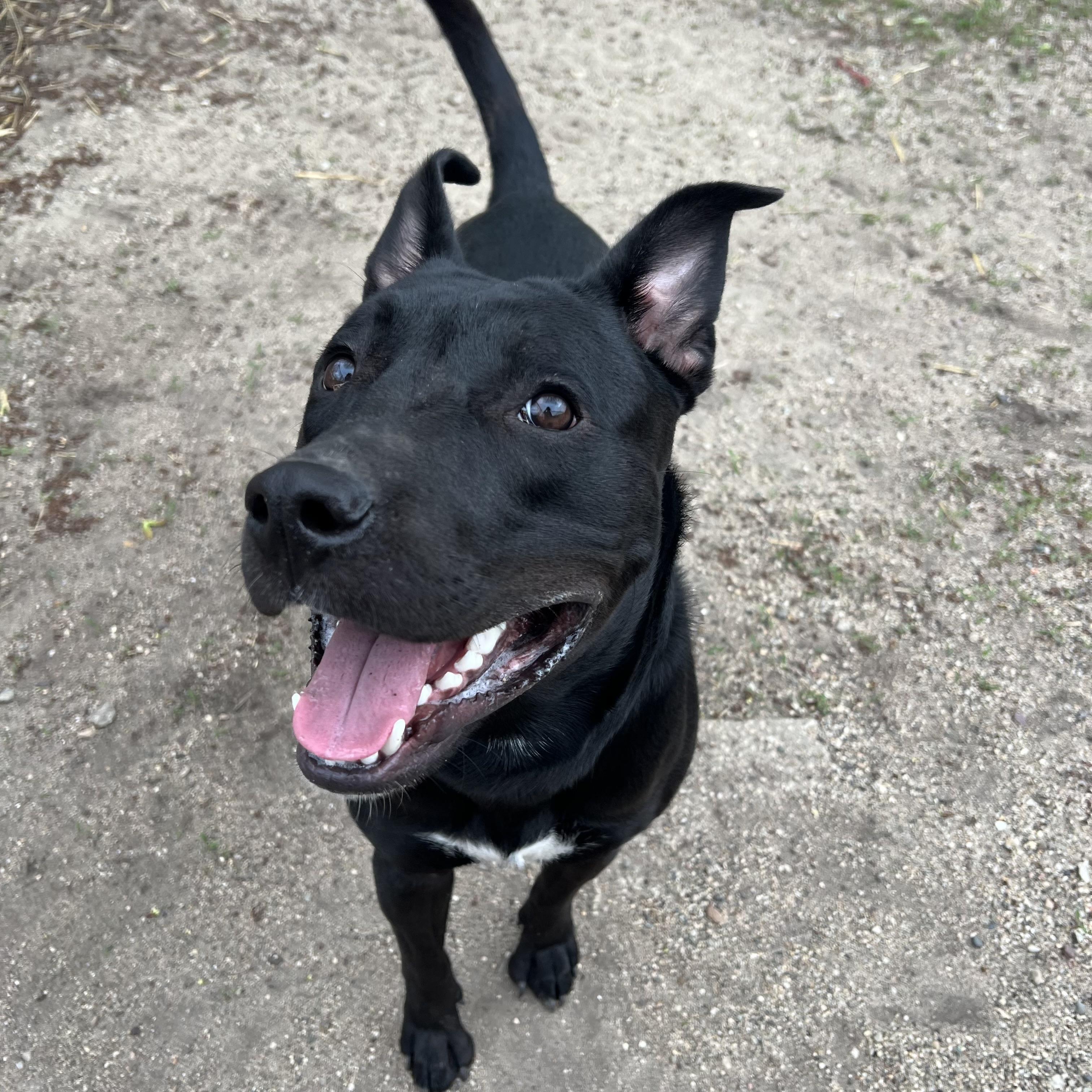 Oscar, a ADOPTABLE mixed breed in Fairmont, MN image 5/6