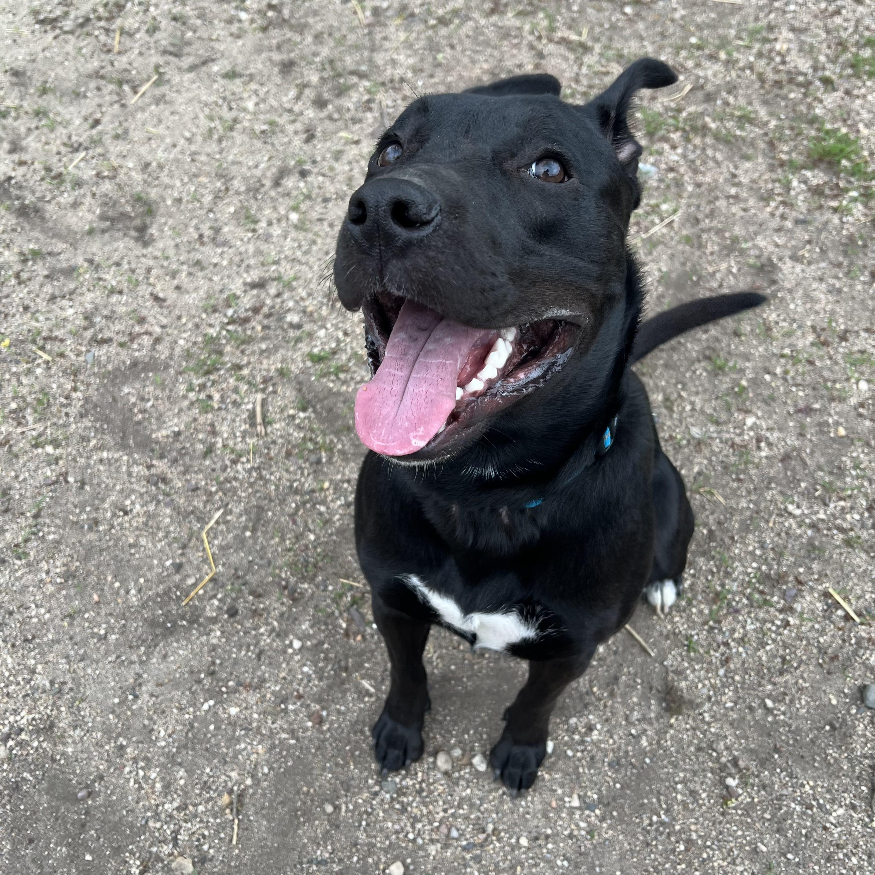 Oscar, a ADOPTABLE mixed breed in Fairmont, MN image 3/6