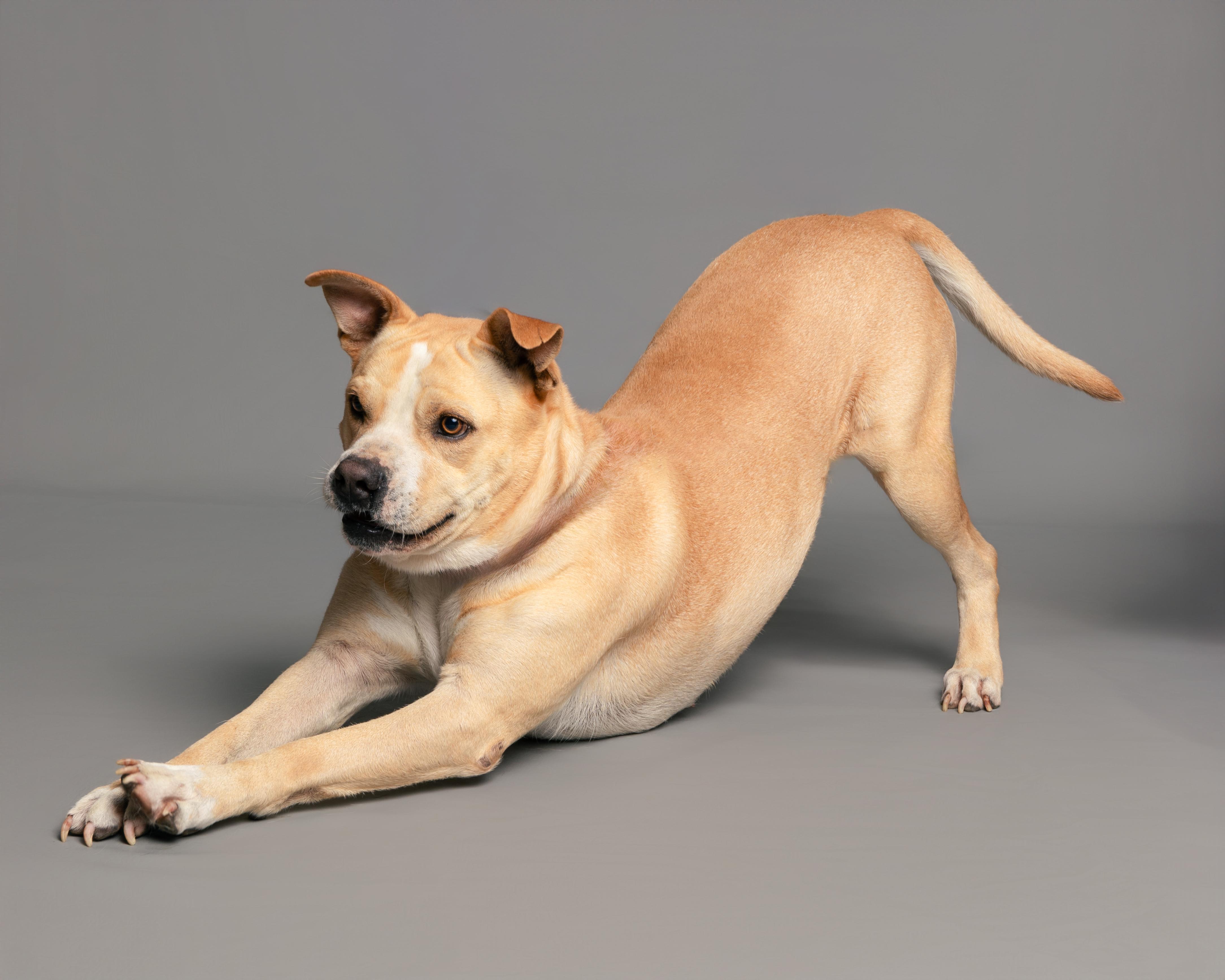 Franklin, Adoptable, Adult Male American Staffordshire Terrier.