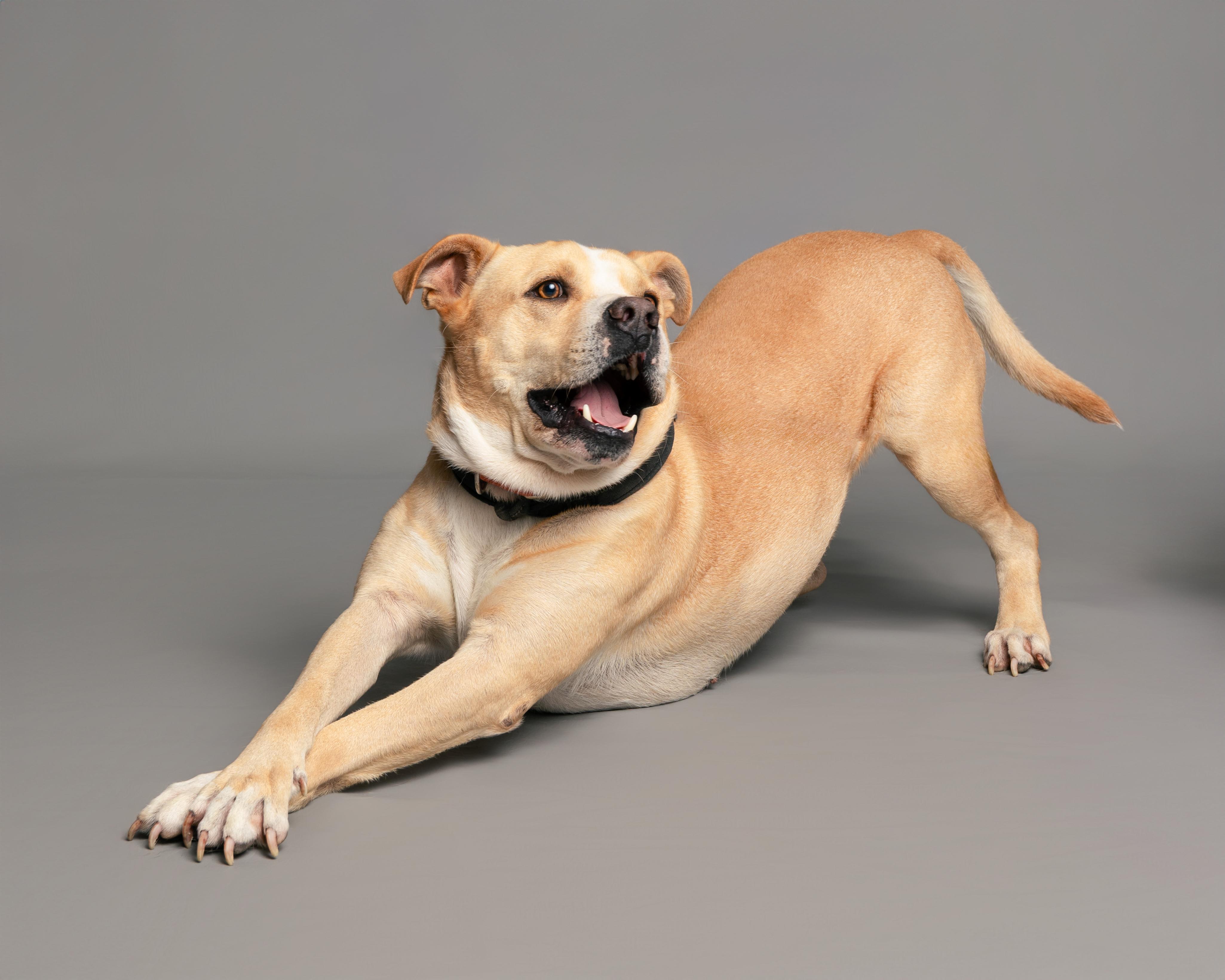 Enlarge Franklin, a Adoptable American Staffordshire Terrier in Aransas Pass, TX image 3/5