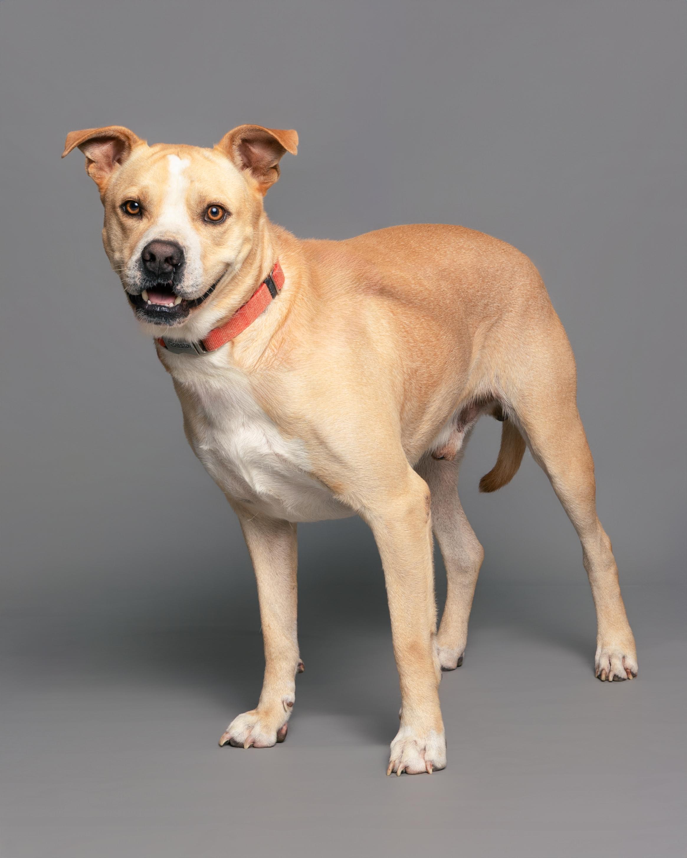 Enlarge Franklin, a Adoptable American Staffordshire Terrier in Aransas Pass, TX image 4/5