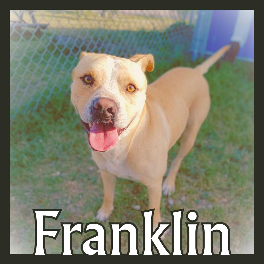 Enlarge Franklin, a Adoptable American Staffordshire Terrier in Aransas Pass, TX image 2/5