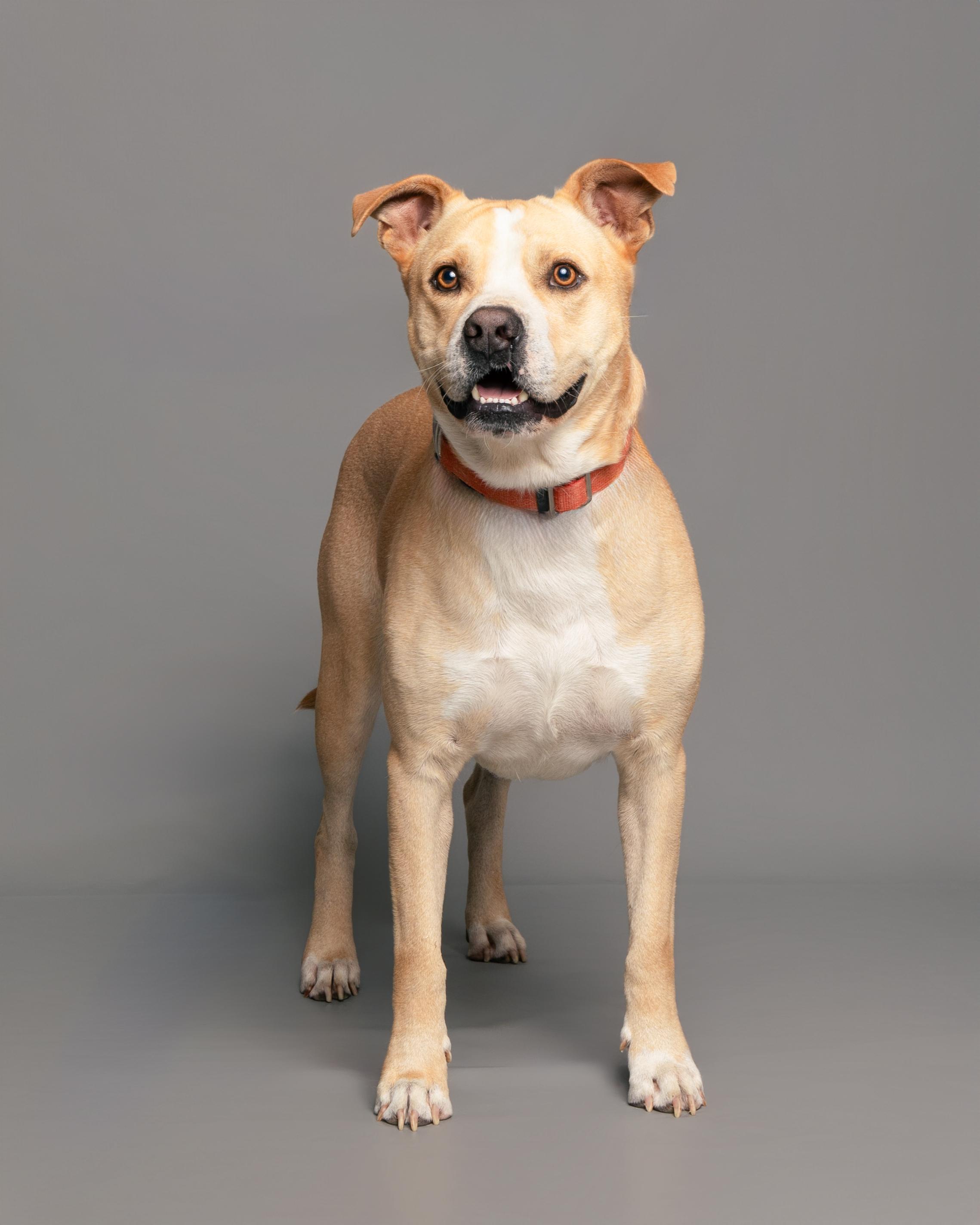 Enlarge Franklin, a Adoptable American Staffordshire Terrier in Aransas Pass, TX image 5/5