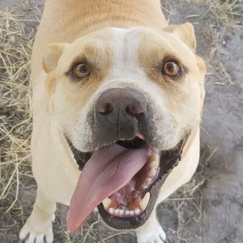 Franklin, a Adoptable American Staffordshire Terrier in Aransas Pass, TX image 5/5