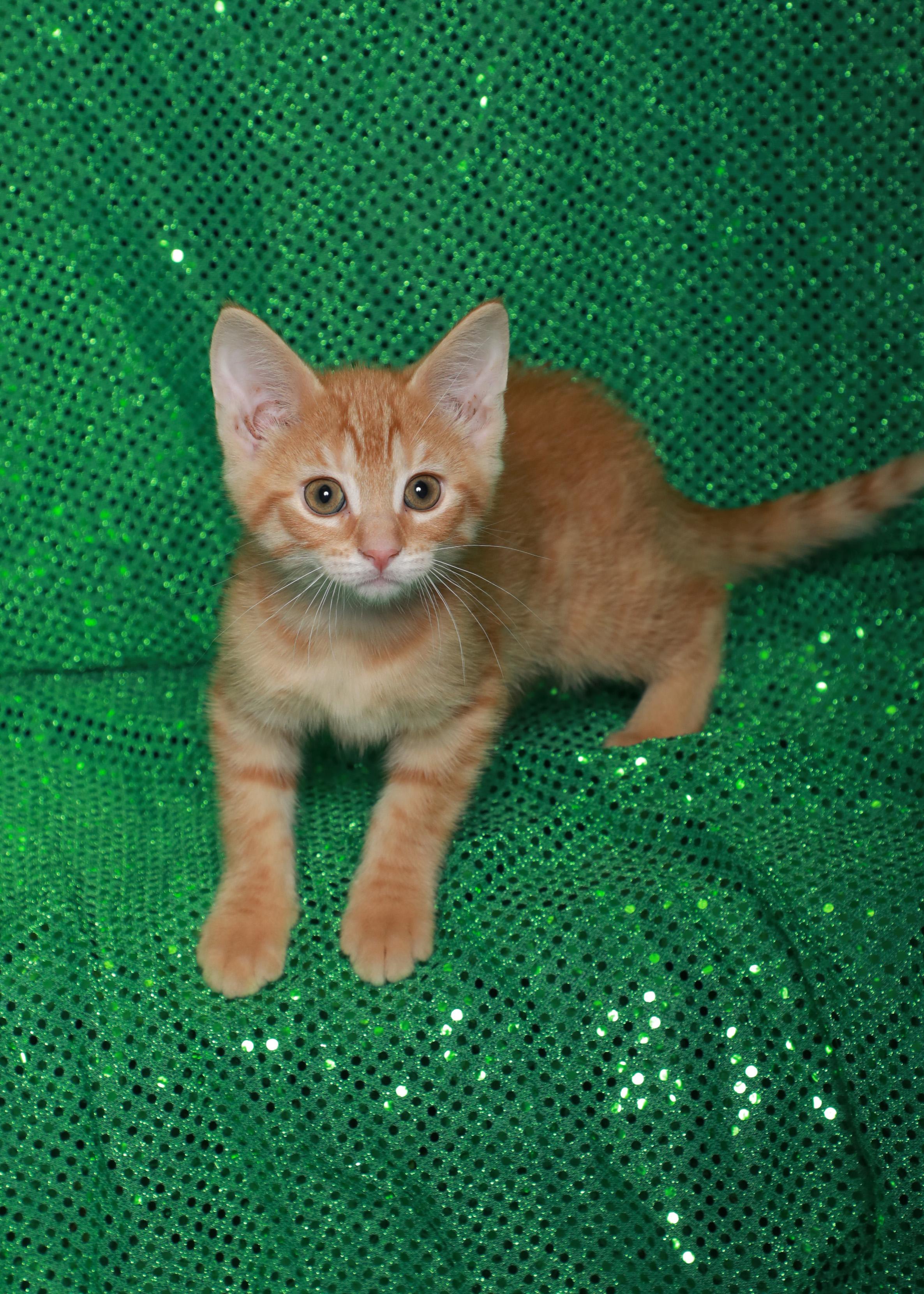 Enlarge Demarcus, a Adoptable Domestic Short Hair in Rock Falls, IL image 1/1