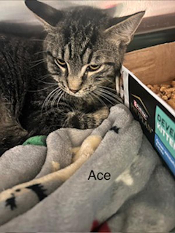 Ace, Adoptable, Young Male Domestic Short Hair.