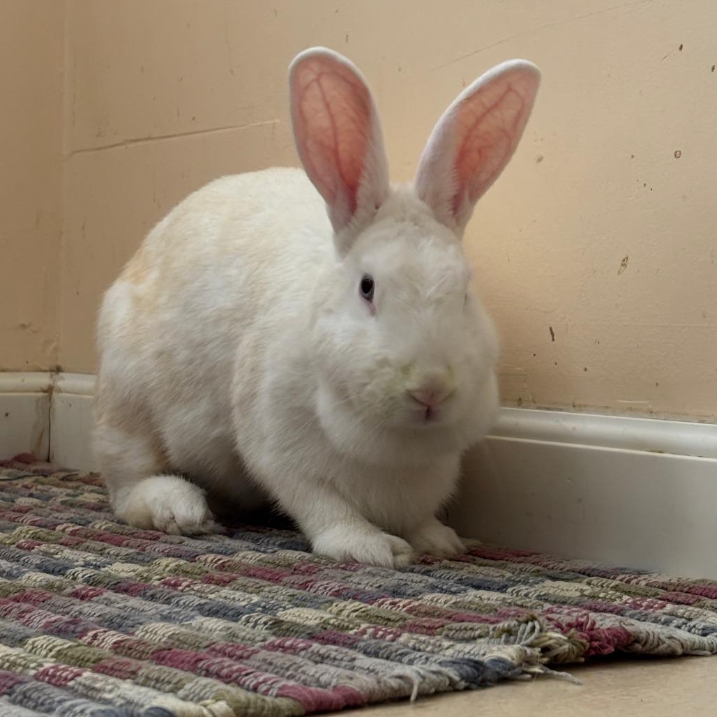 Morticia, Adoptable, Young Female Bunny Rabbit.