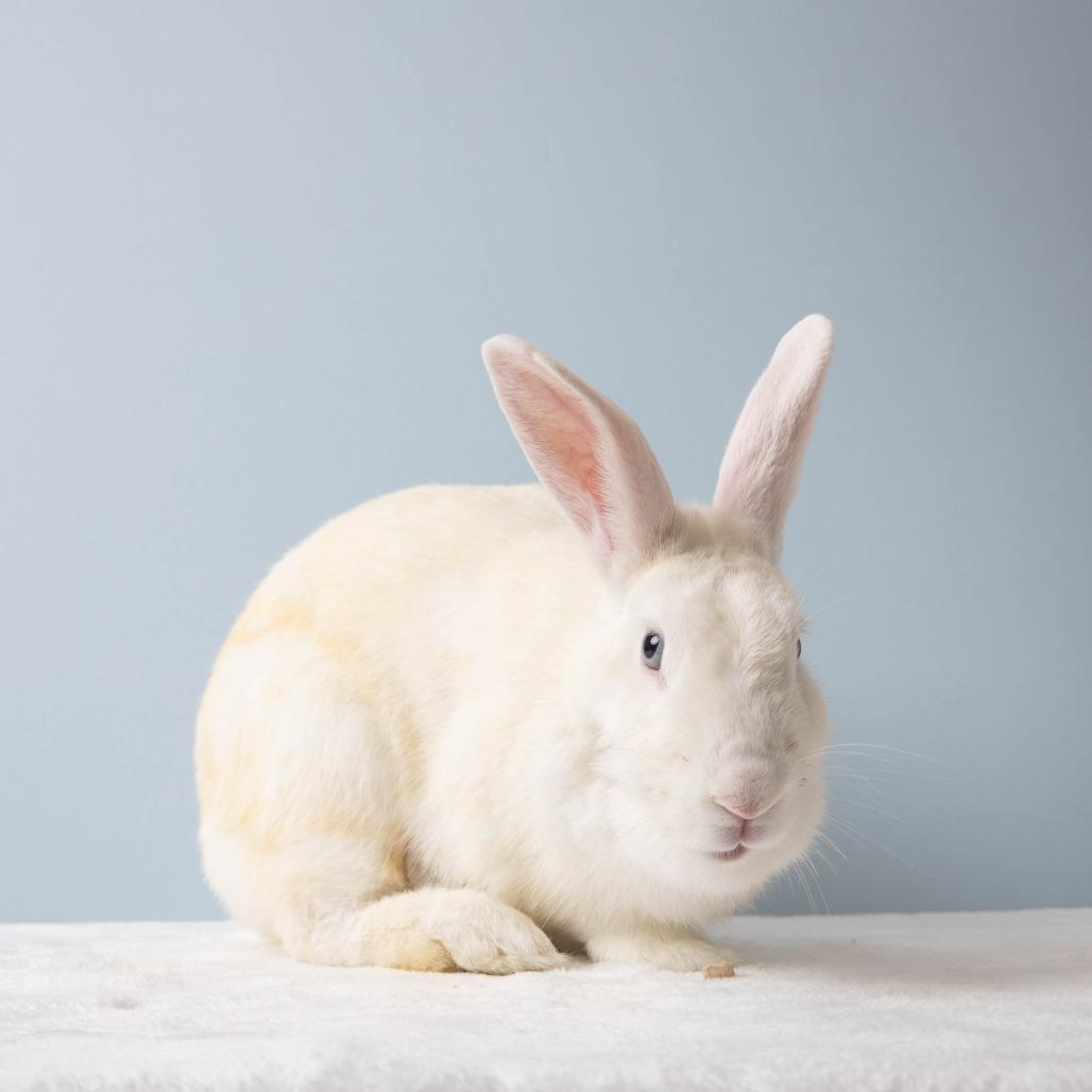 Enlarge Morticia, a Adoptable Bunny Rabbit in Richmond, CA image 2/2