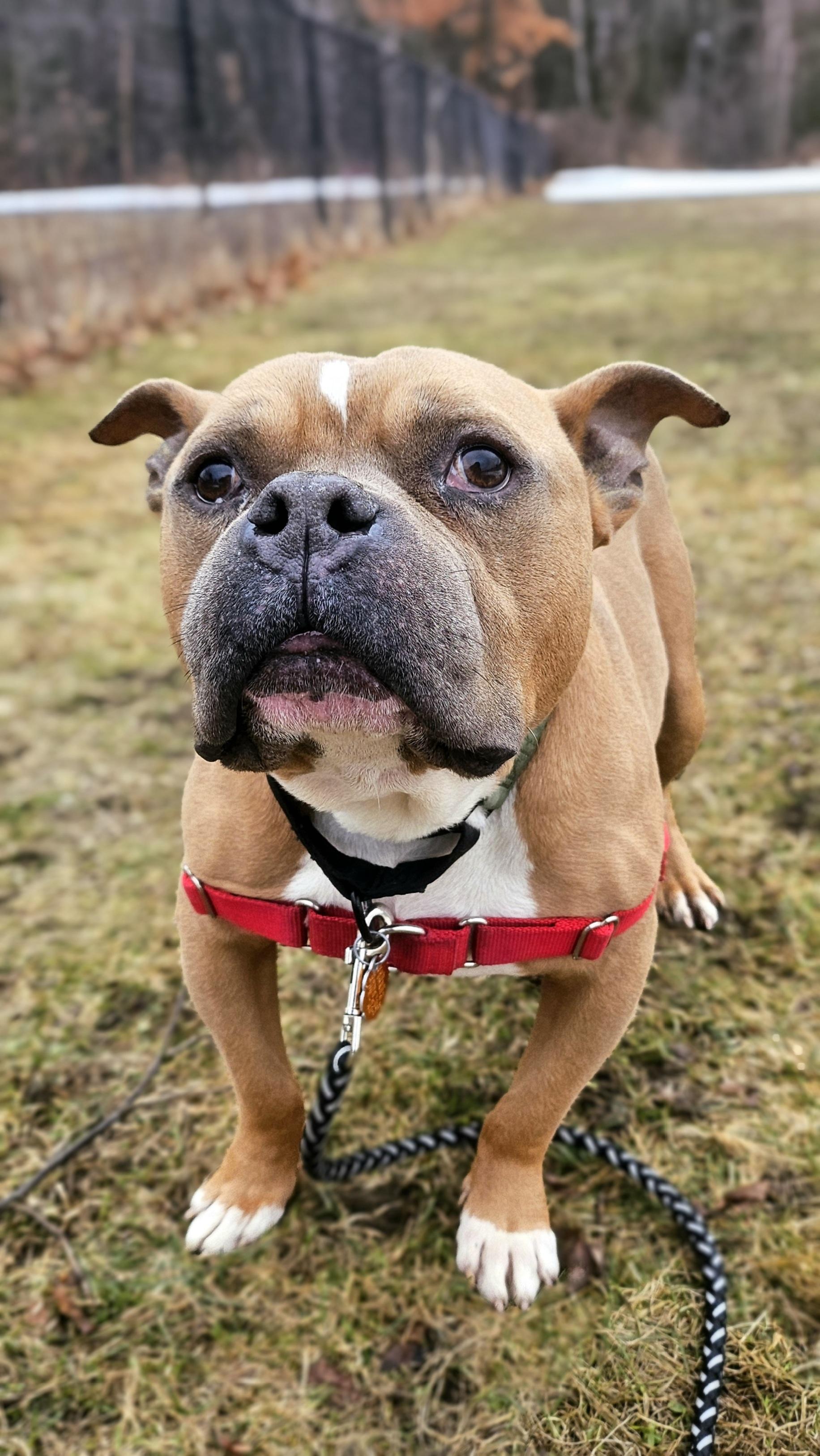 Scooby, adoptable, Adult Male American Bully.