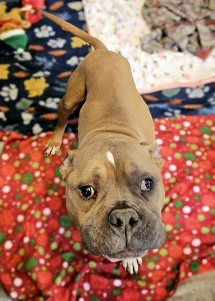 Scooby, ADOPTABLE, Senior Male American Bully.