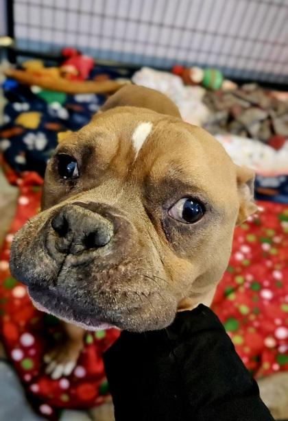 Scooby, a ADOPTABLE mixed breed in Salem, NH image 2/2