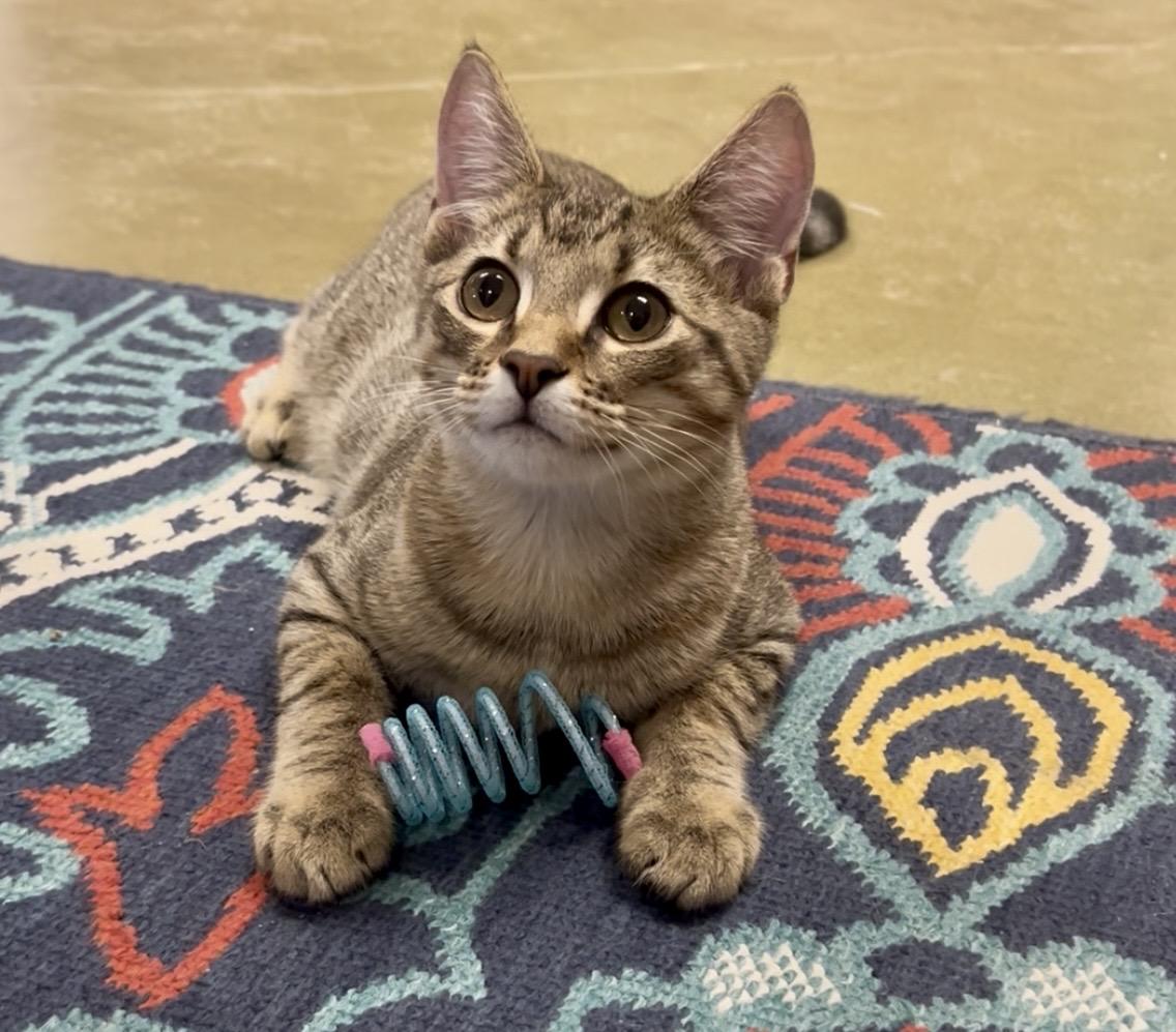 Enlarge Quill, a Adoptable mixed breed in Hillsboro, TX image 6/6