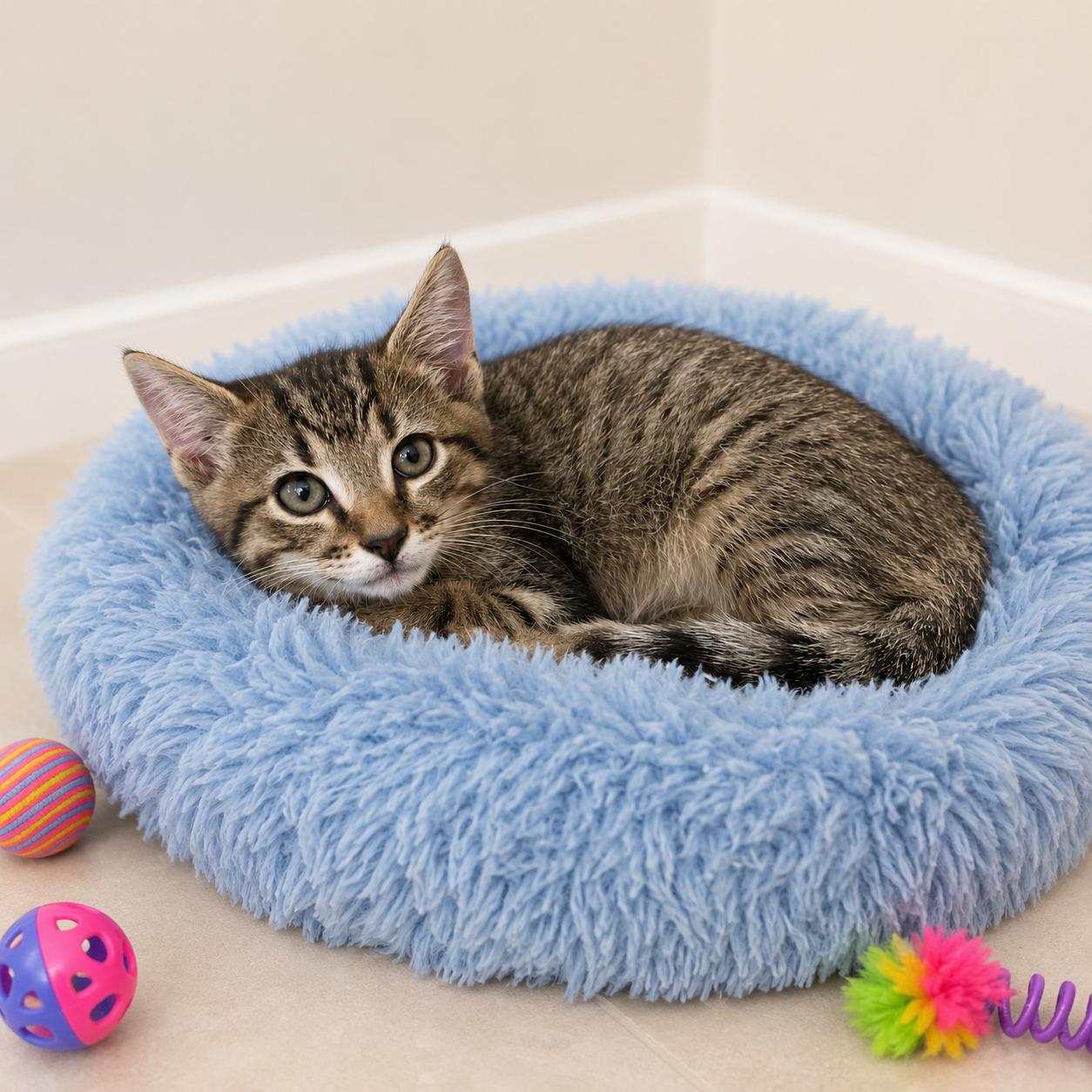 Quill, a Adoptable mixed breed in Hillsboro, TX image 4/6