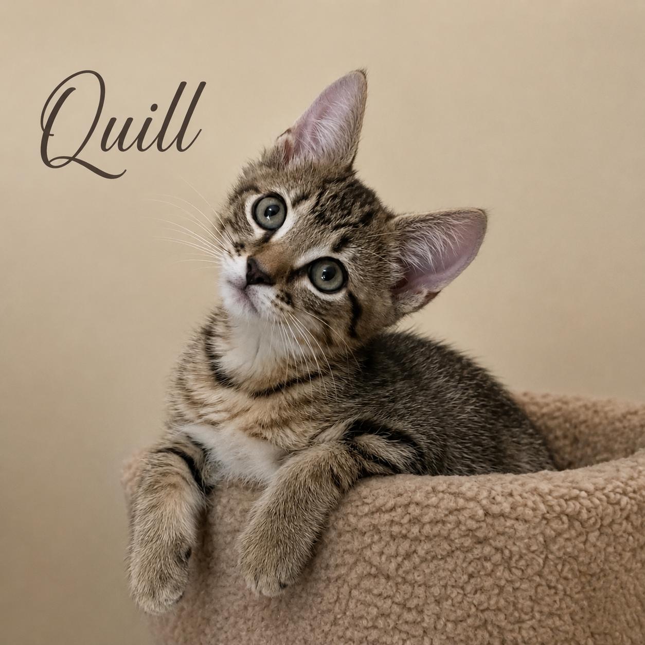 Quill, a Adoptable mixed breed in Hillsboro, TX image 3/6