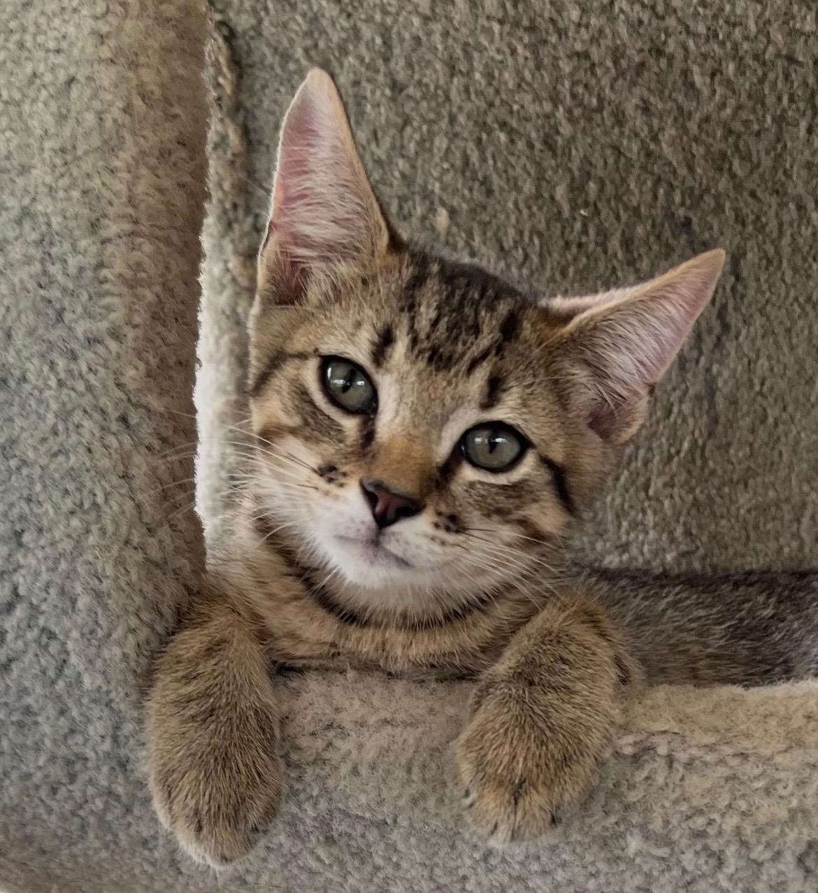 Quill, a Adoptable mixed breed in Hillsboro, TX image 5/6
