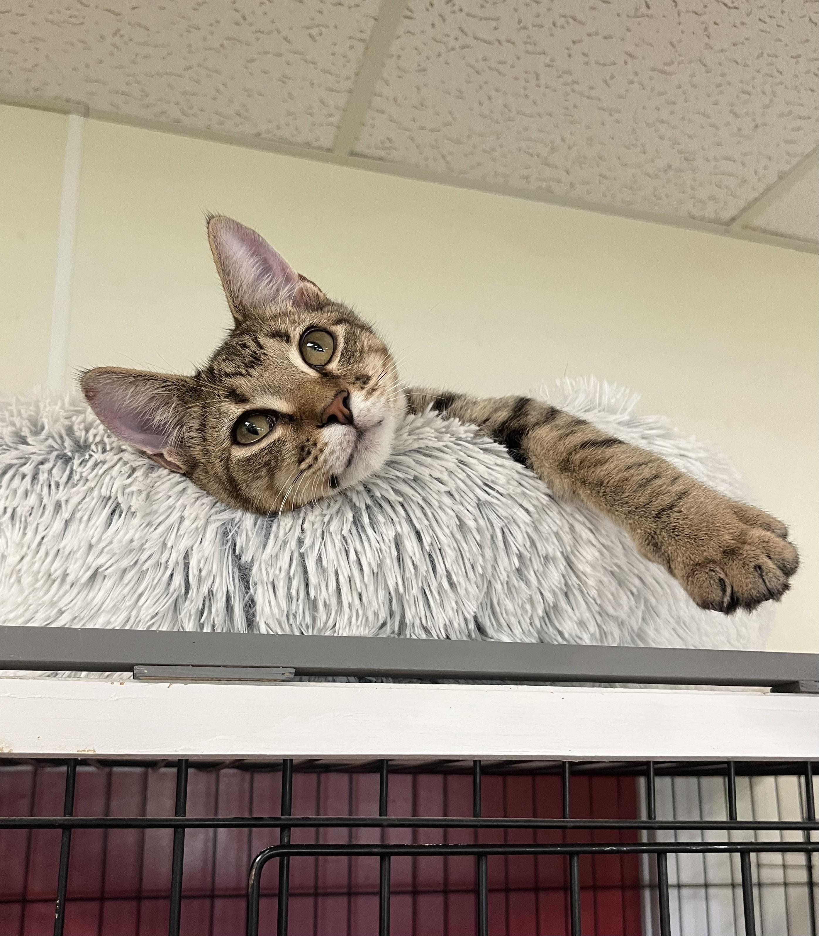 Quill, Adoptable, Kitten Male Tabby & Domestic Short Hair.