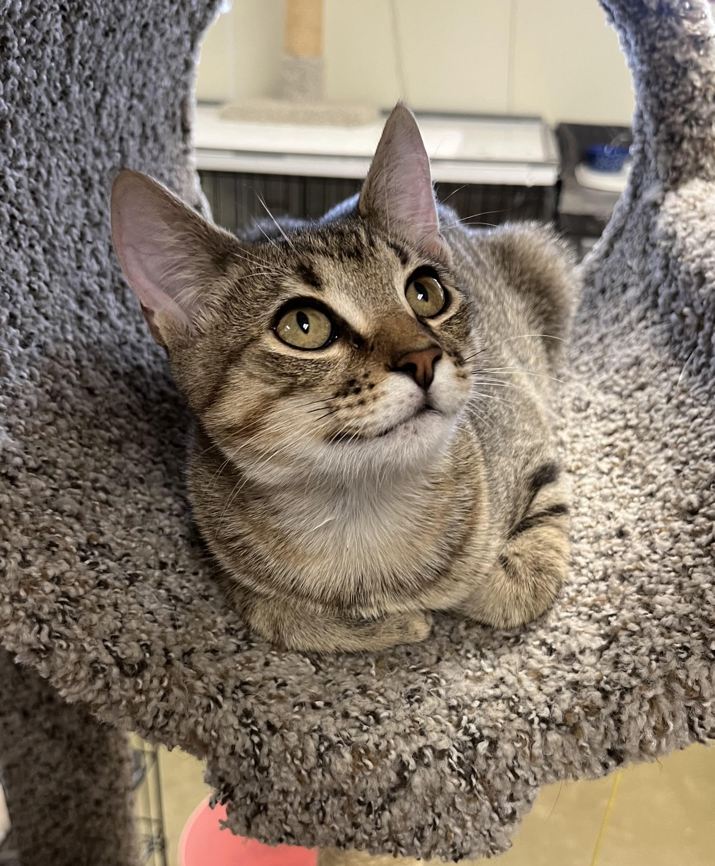 Quill, Adoptable, Kitten Male Tabby & Domestic Short Hair.