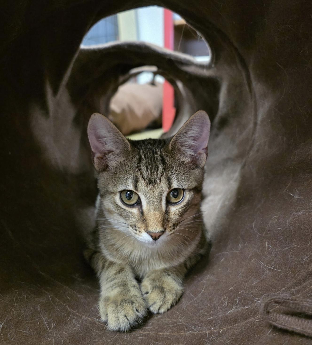 Enlarge Quill, a Adoptable mixed breed in Hillsboro, TX image 6/6