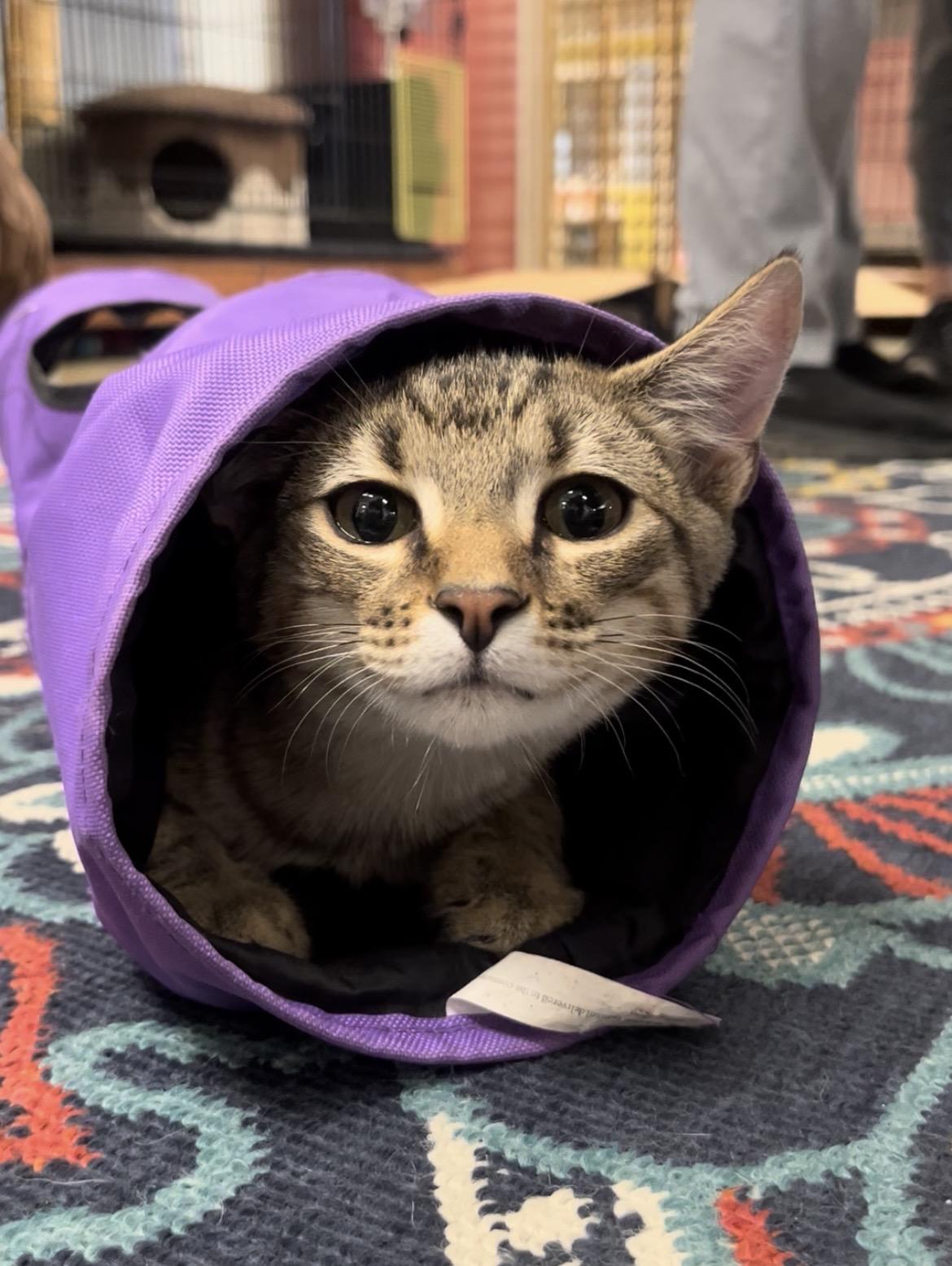 Quill, Adoptable, Kitten Male Tabby & Domestic Short Hair.