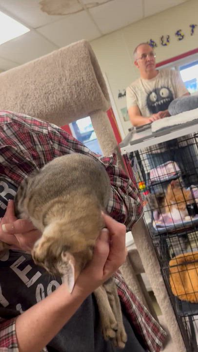 Enlarge Quill, a Adoptable mixed breed in Hillsboro, TX video 5/6