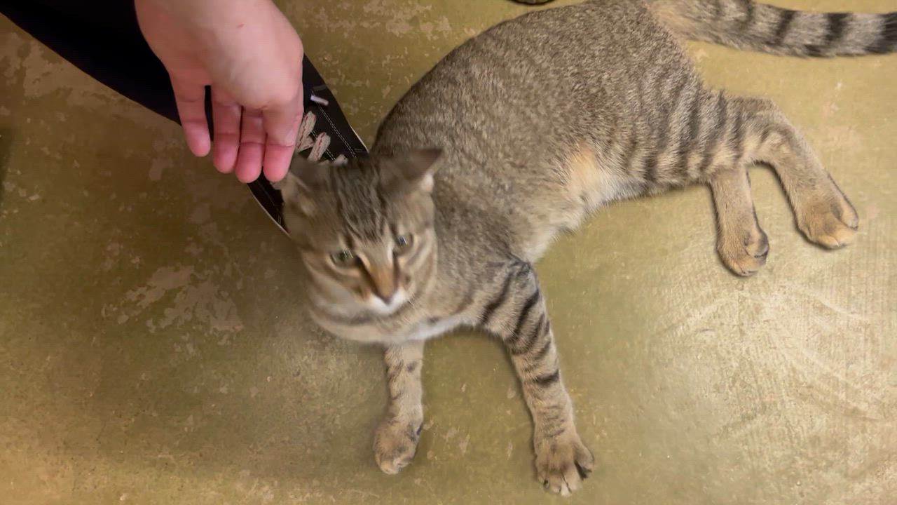 Enlarge Quill, a Adoptable mixed breed in Hillsboro, TX video 3/6