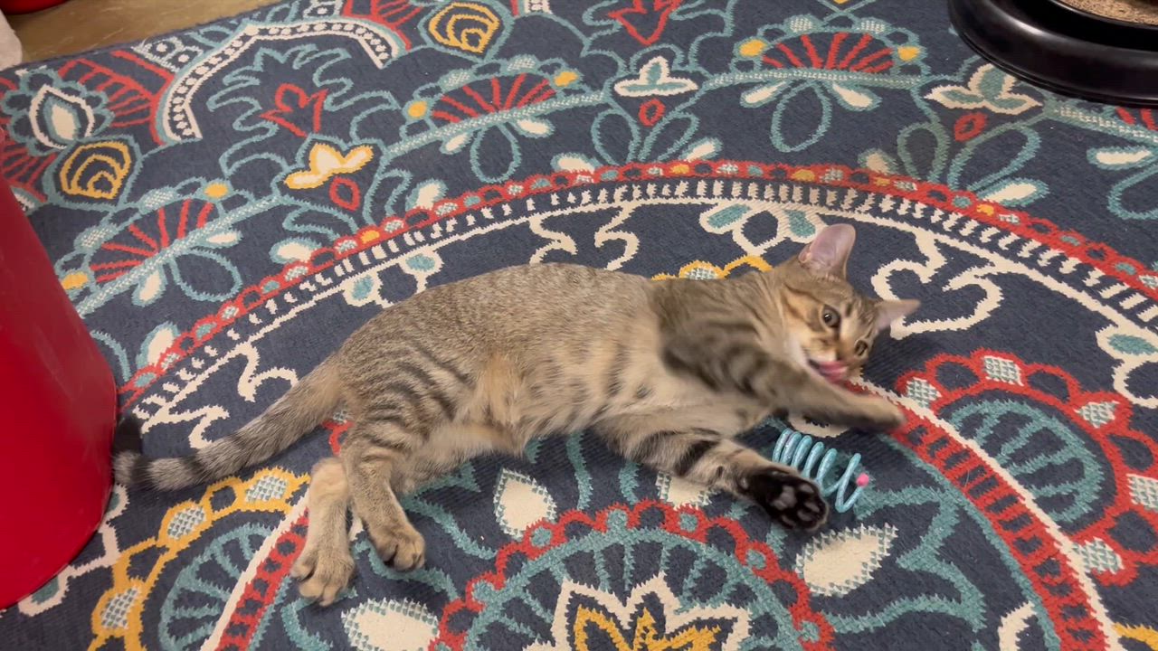 Enlarge Quill, a Adoptable mixed breed in Hillsboro, TX video 5/6