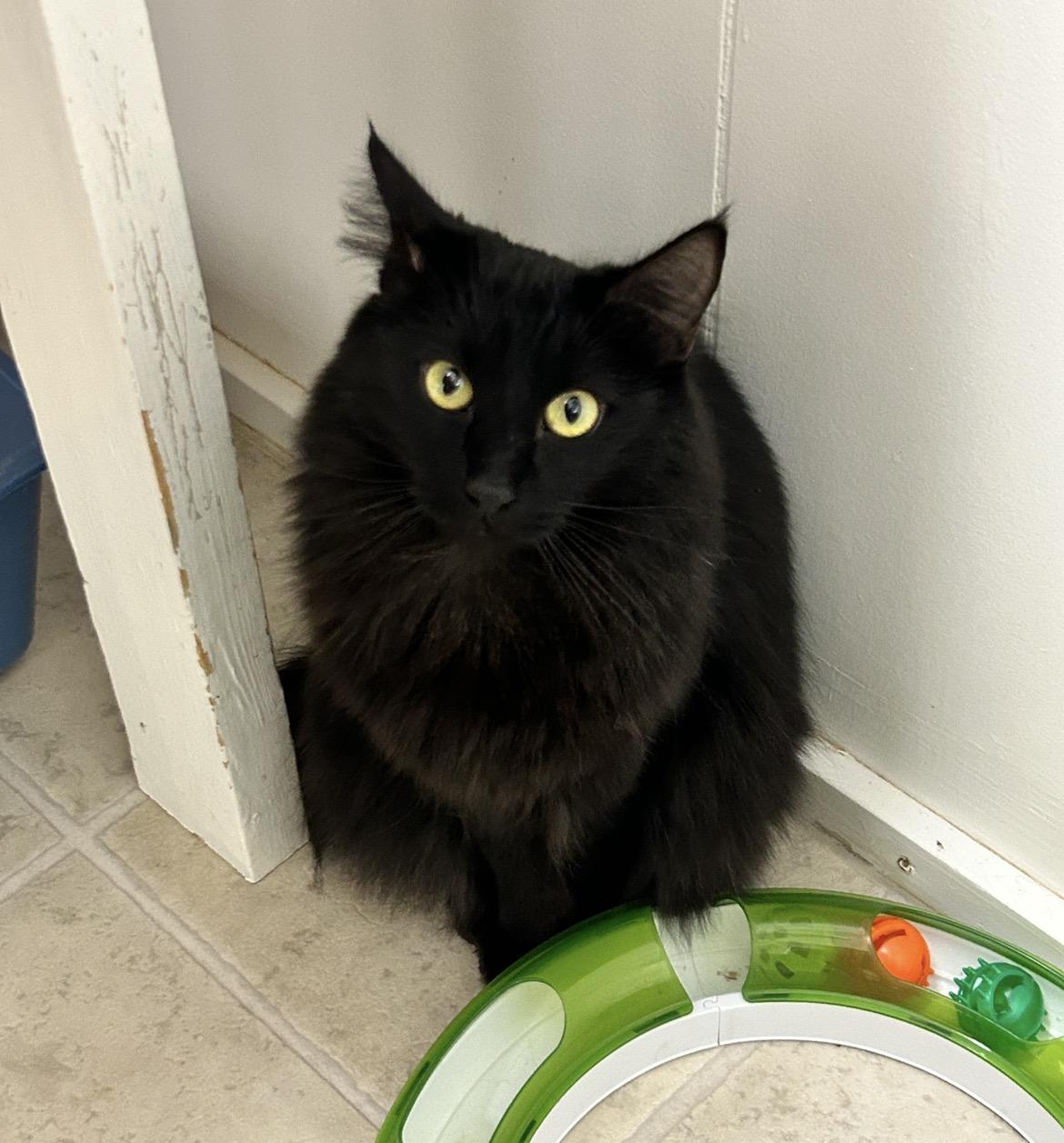 Enlarge Magnus (Bonded with Ringitt), an adoptable Domestic Medium Hair in Maple Ridge, BC image 2/6