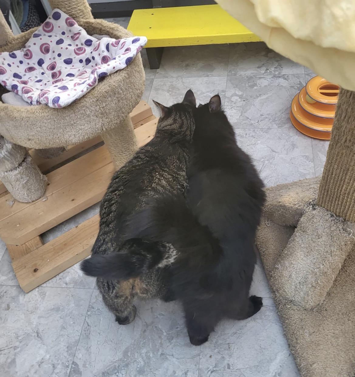 Enlarge Magnus (Bonded with Ringitt), an adoptable Domestic Medium Hair in Maple Ridge, BC image 5/6