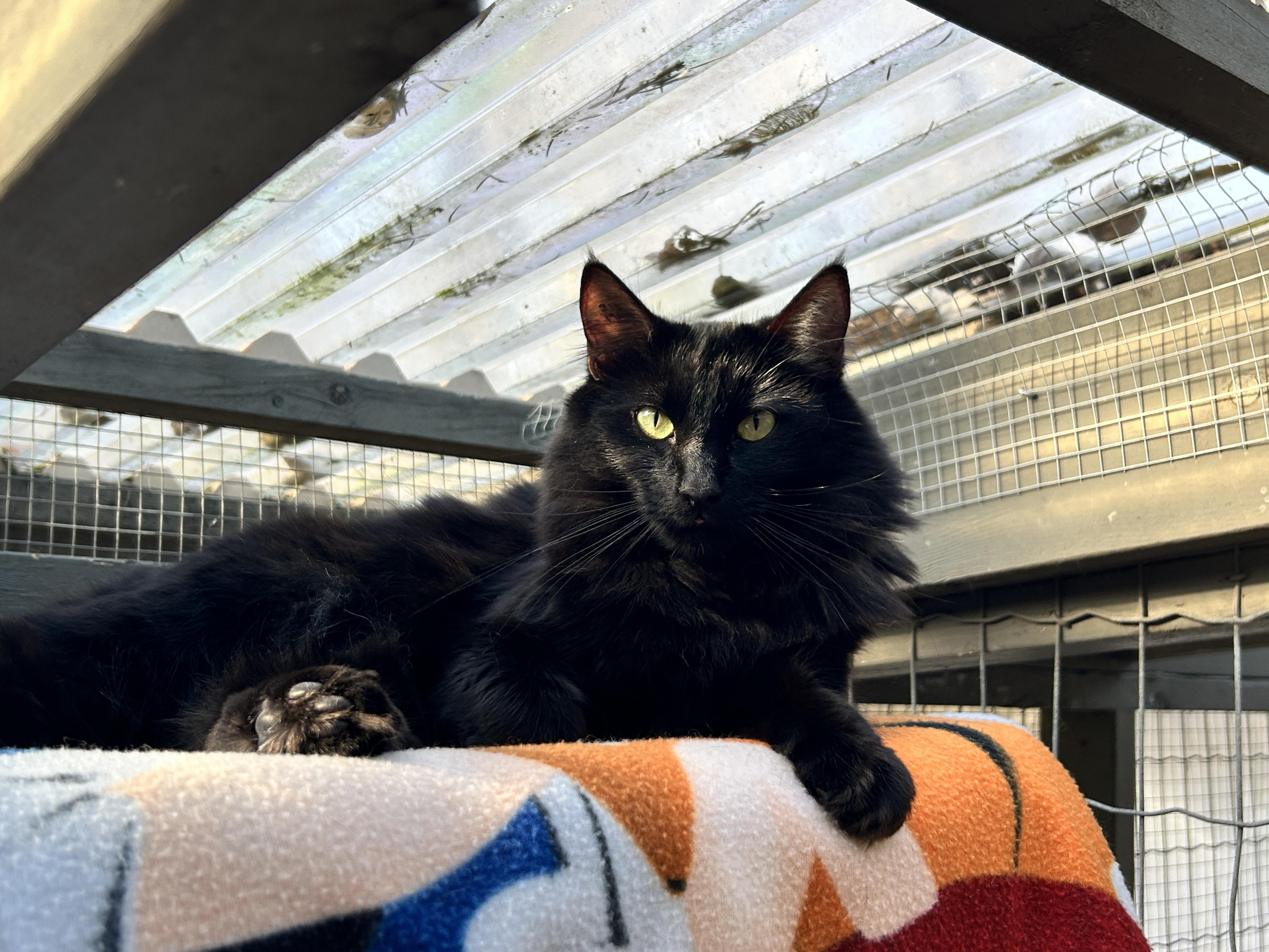 Enlarge Magnus (Bonded with Ringitt), an adoptable Domestic Medium Hair in Maple Ridge, BC image 1/6