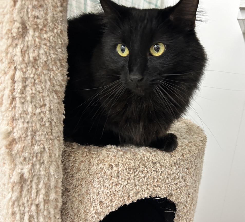 Enlarge Magnus (Bonded with Ringitt), an adoptable Domestic Medium Hair in Maple Ridge, BC image 4/6