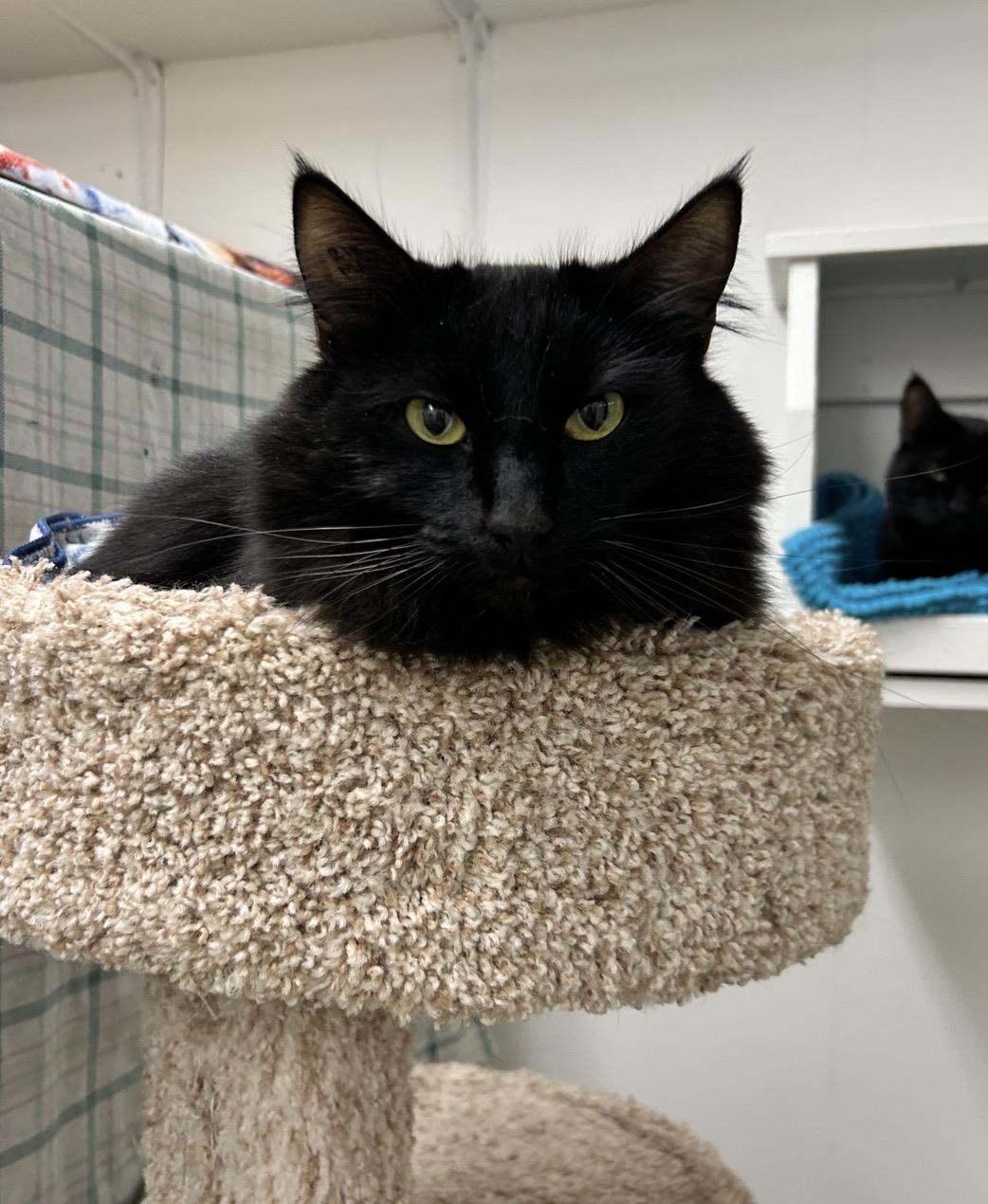 Enlarge Magnus (Bonded with Ringitt), an adoptable Domestic Medium Hair in Maple Ridge, BC image 6/6