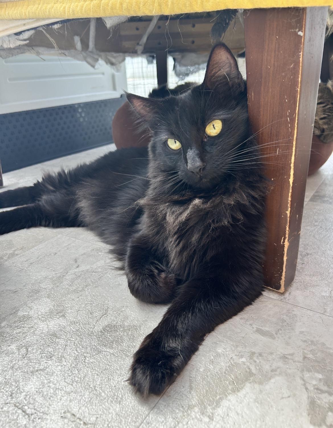 Magnus (Bonded with Ringitt), adoptable, Adult Male Domestic Medium Hair.