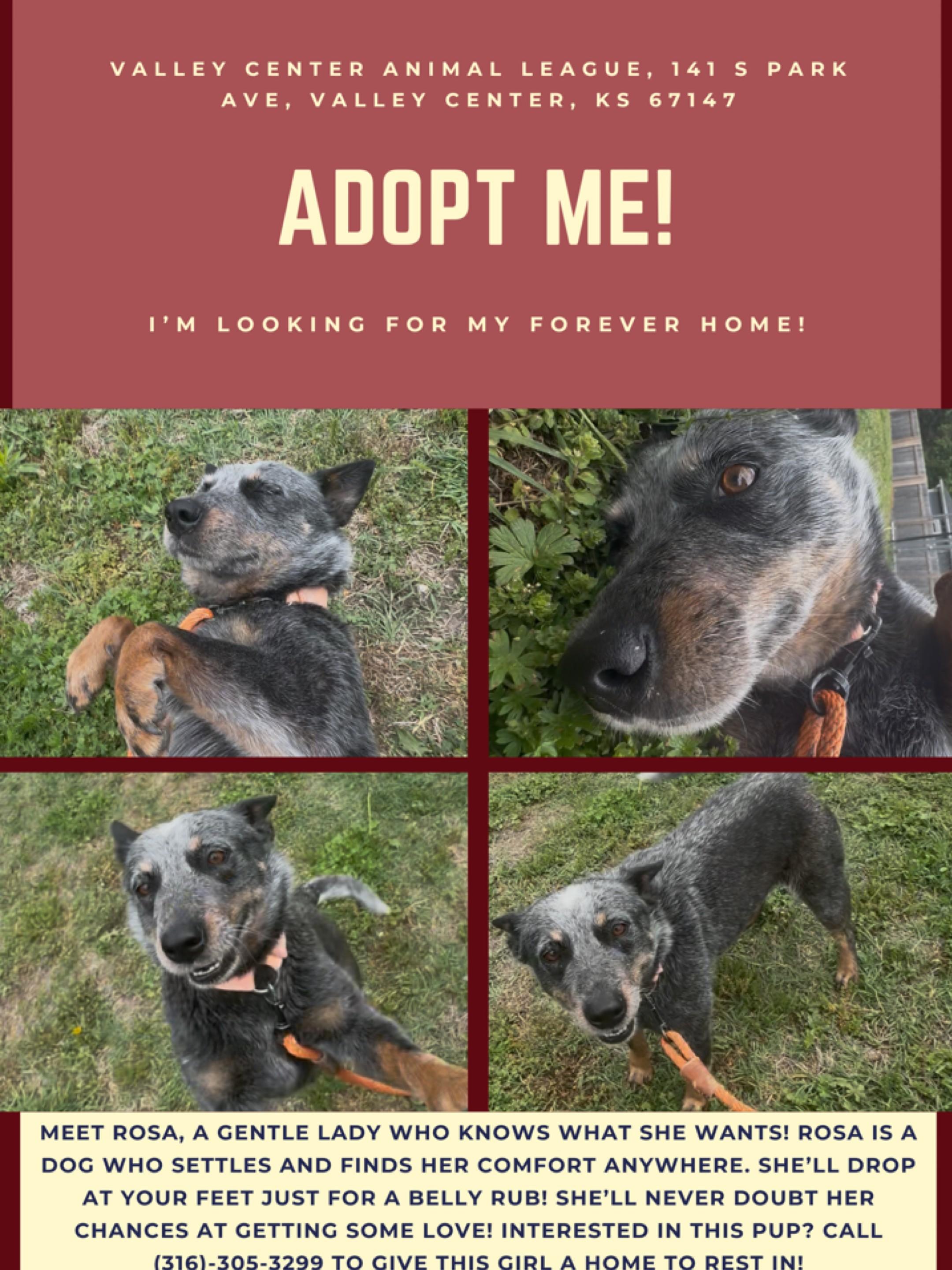 Enlarge Rosa, a ADOPTABLE Australian Cattle Dog / Blue Heeler in Valley Center, KS image 1/1