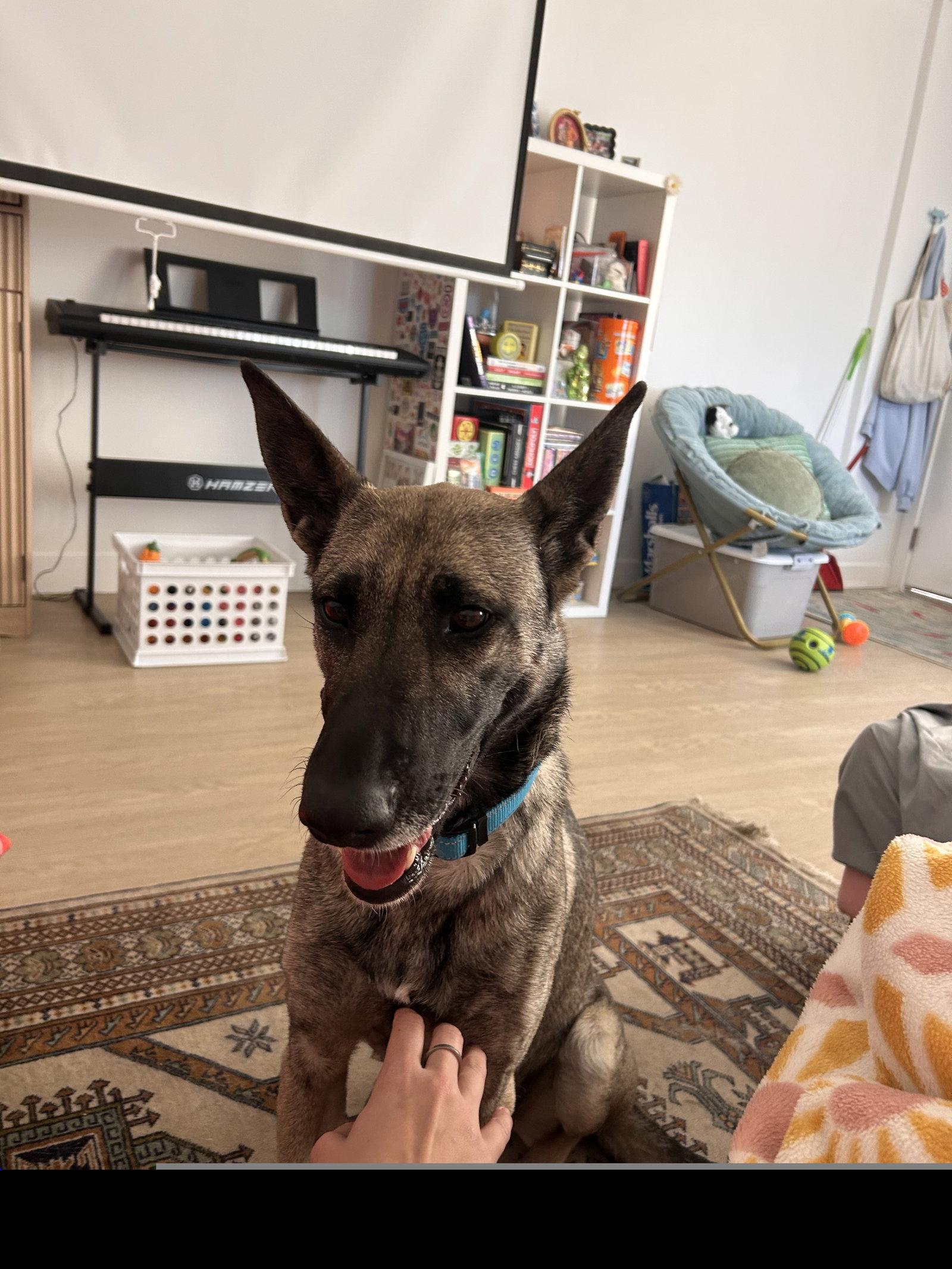Honey Roo, Adoptable, Senior Female Belgian Shepherd / Malinois.