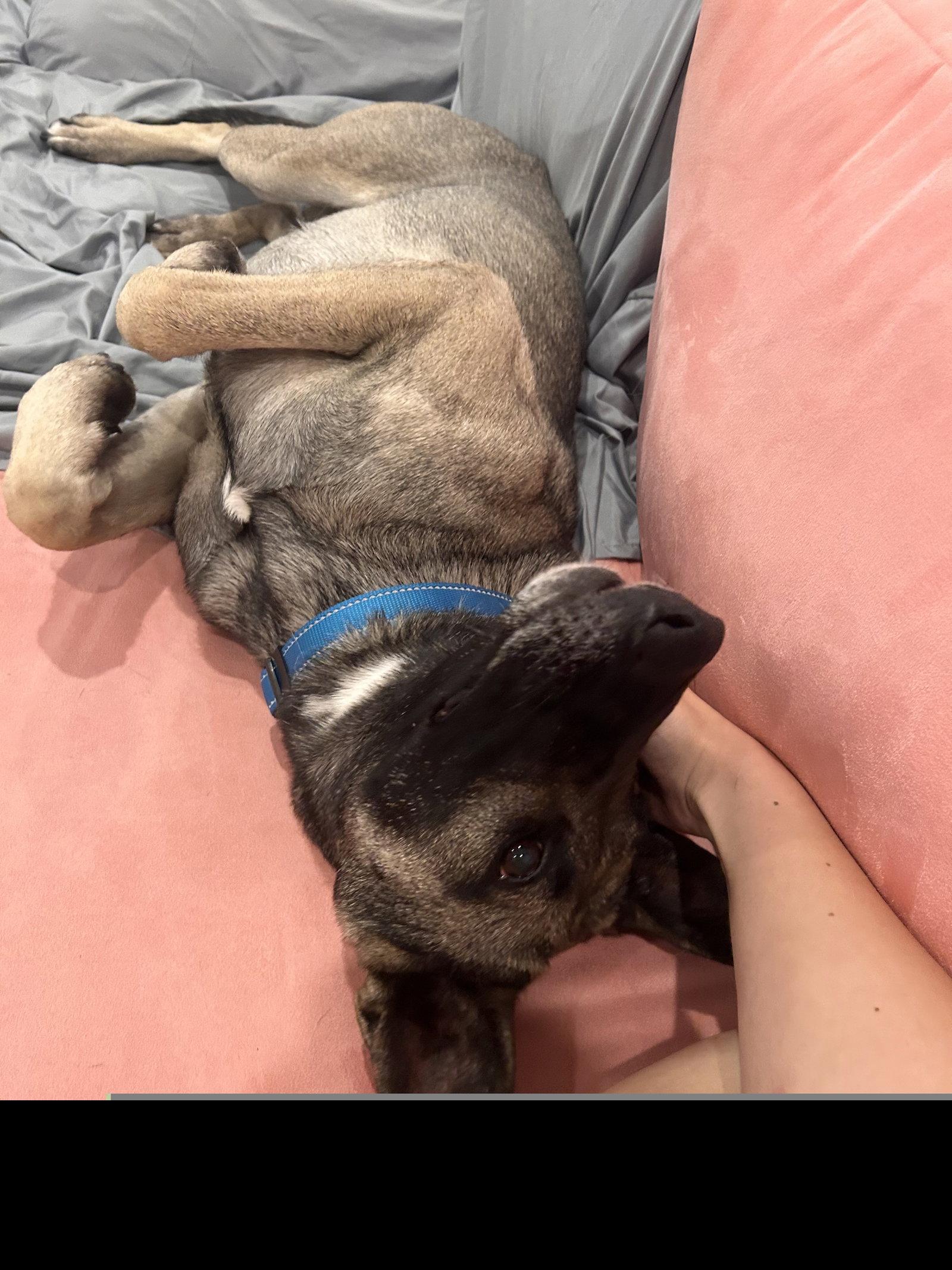 Enlarge Honey Roo, a Adoptable Belgian Shepherd / Malinois in Los Angeles, CA image 2/3