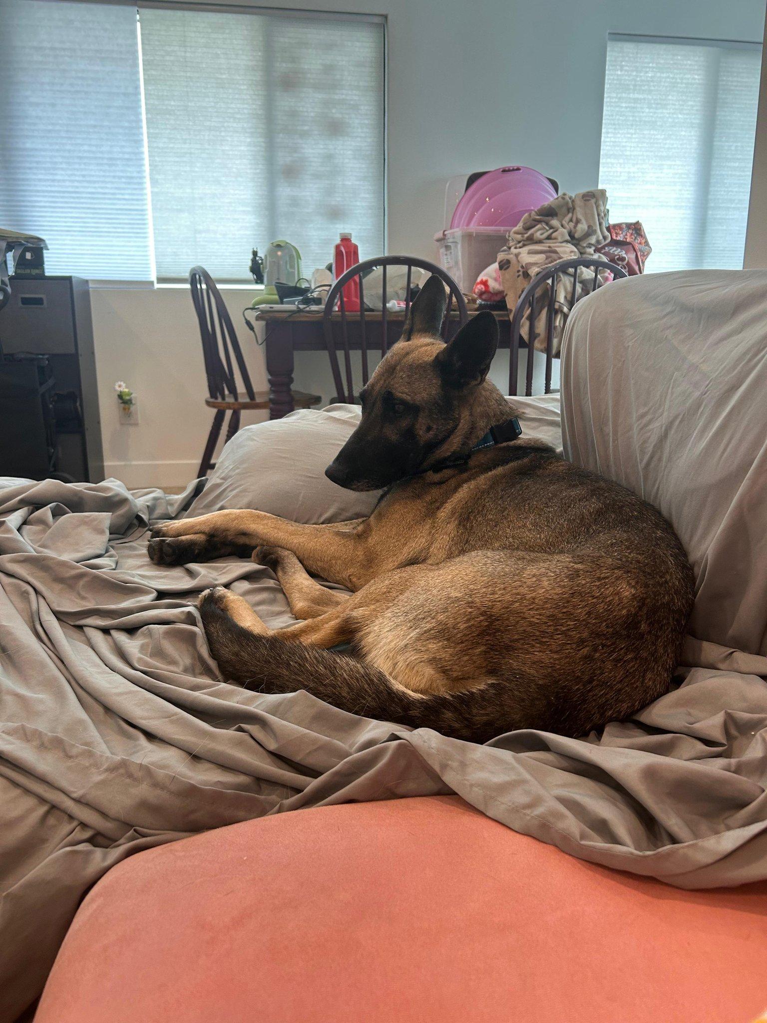 Enlarge Honey Roo, a Adoptable Belgian Shepherd / Malinois in Los Angeles, CA image 3/3