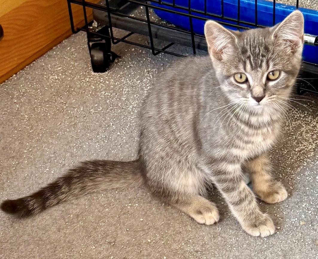 YEW, Adopted, Kitten Female Tabby & Domestic Short Hair.