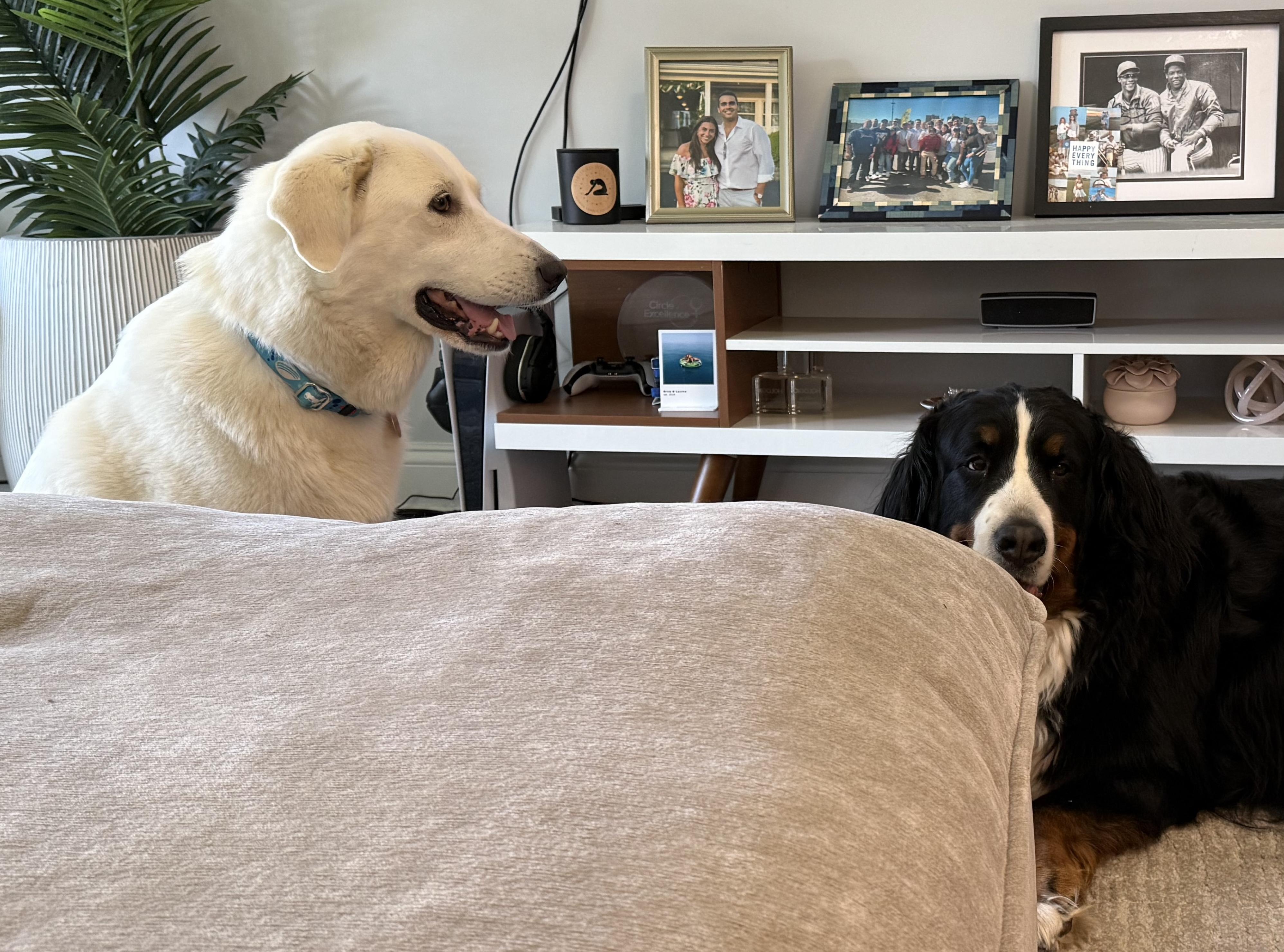 Enlarge Sammi, an adopted Great Pyrenees in Brooklyn, NY image 5/6
