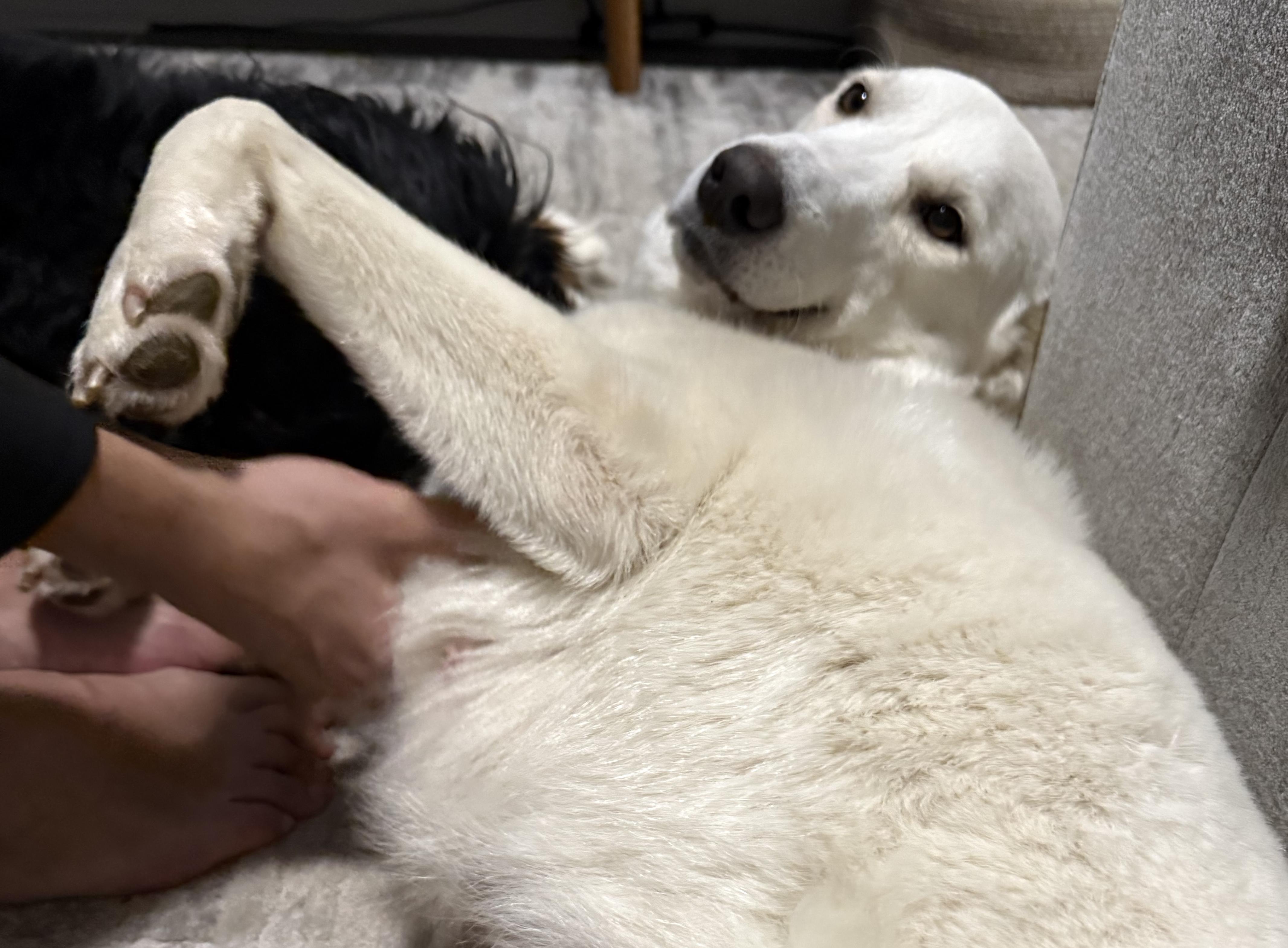 Enlarge Sammi, an adopted Great Pyrenees in Brooklyn, NY image 4/6