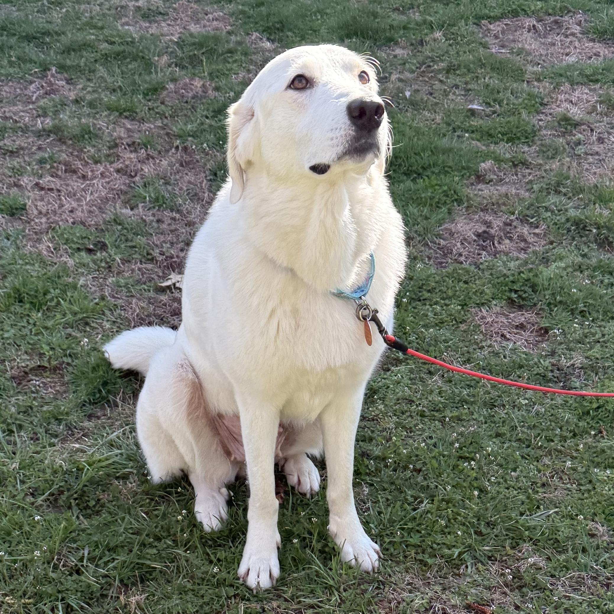 Enlarge Sammi, an adopted Great Pyrenees in Brooklyn, NY image 2/6