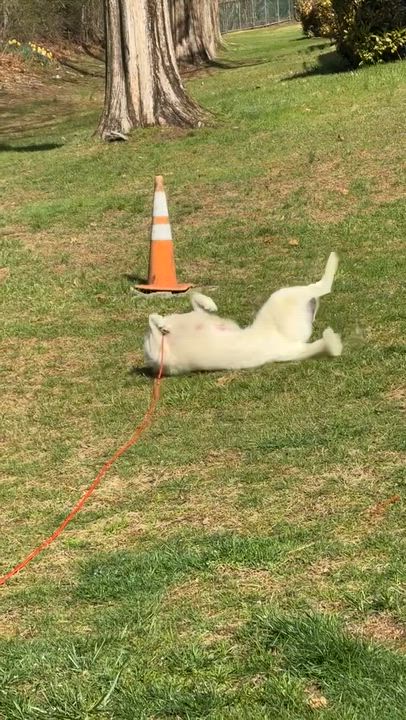 Enlarge Sammi, an adopted Great Pyrenees in Brooklyn, NY video 6/6