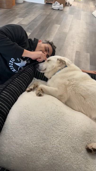 Enlarge Sammi, an adopted Great Pyrenees in Brooklyn, NY video 3/6