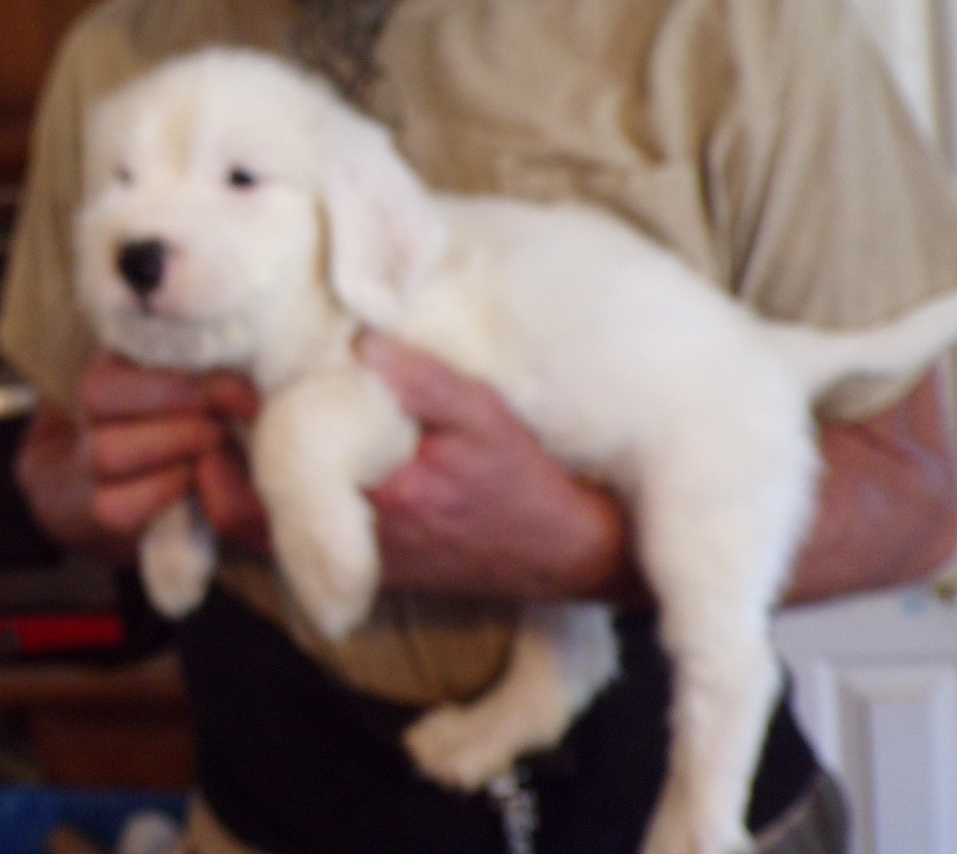 Enlarge STANLEY, an adopted mixed breed in Corona, CA image 3/3