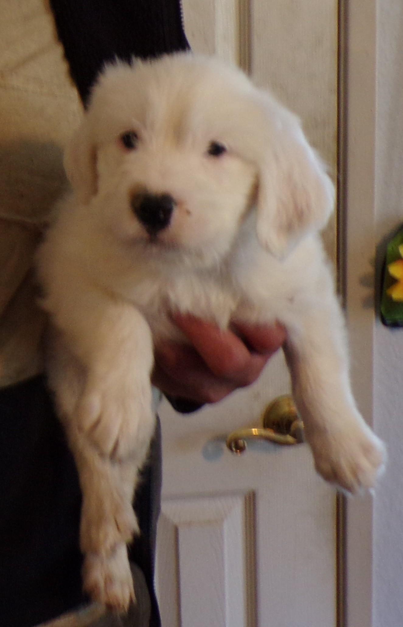 Enlarge STANLEY, an adopted mixed breed in Corona, CA image 2/3