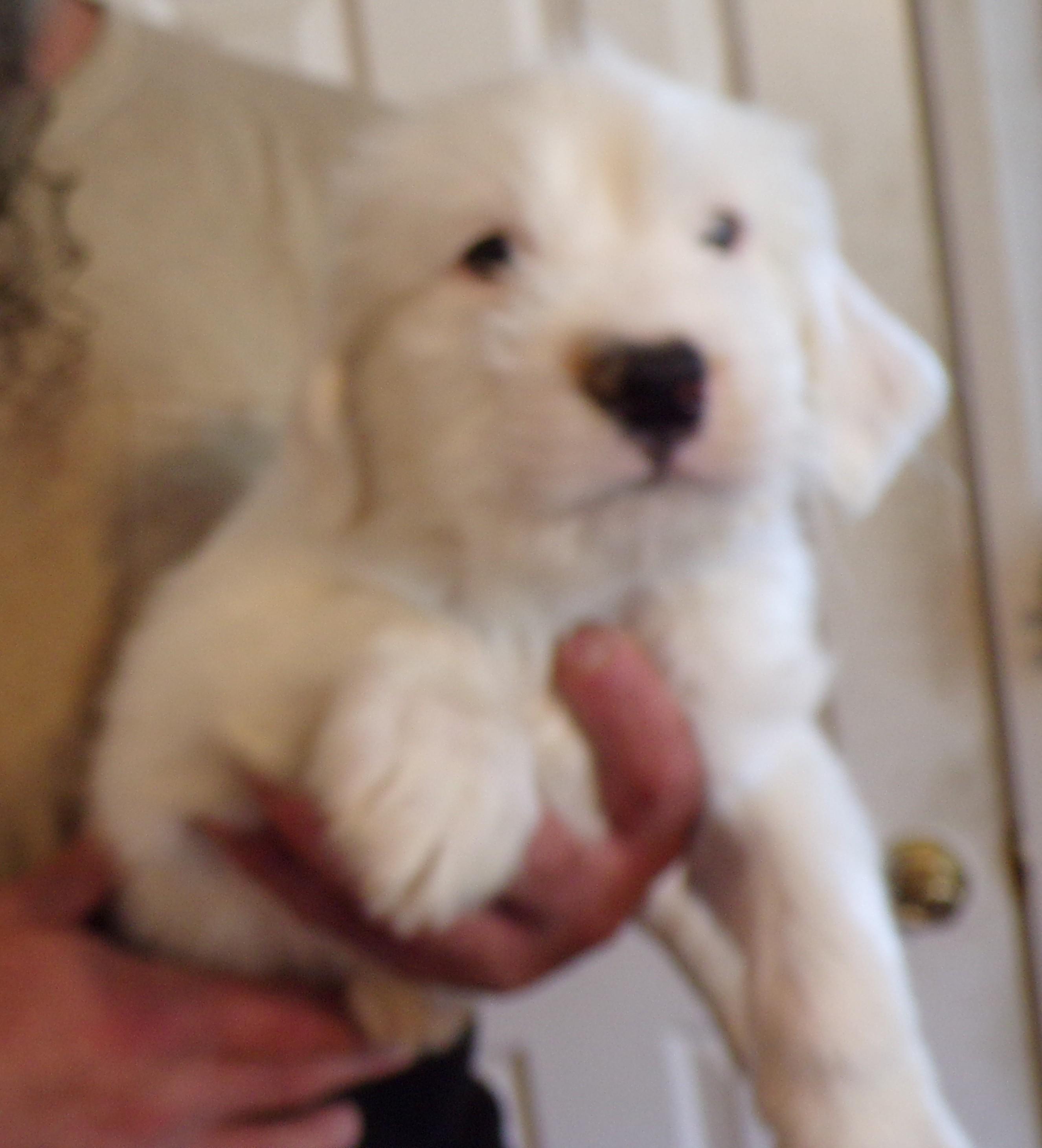 Enlarge STANLEY, an adopted mixed breed in Corona, CA image 1/3