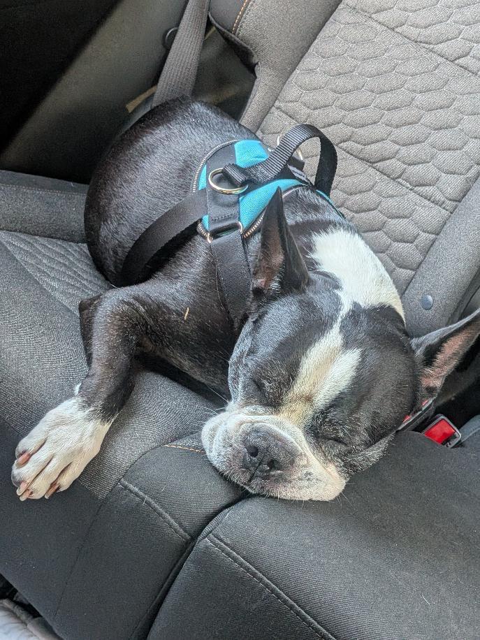 Enlarge Boudreaux in MO, a Adoptable Boston Terrier in Springfield, MO image 5/6